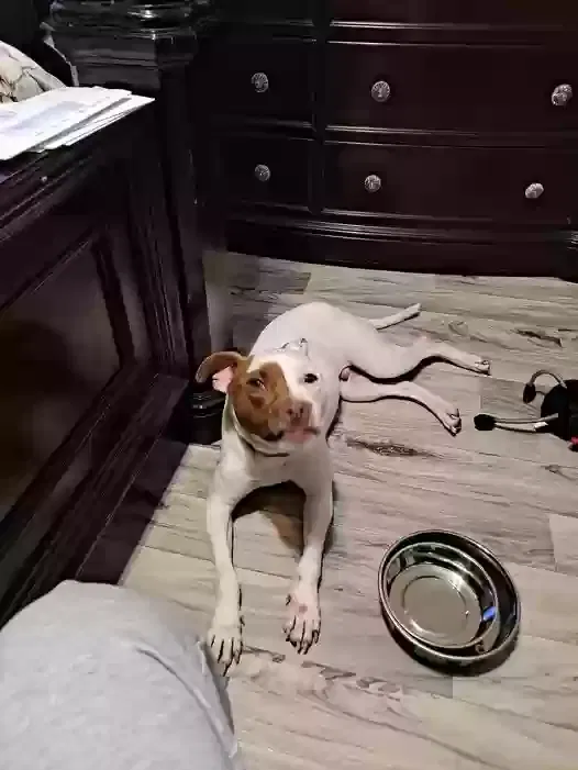 Alfred, American Pitbull terrior Dog for adoption in Atlanta, GA, 30312