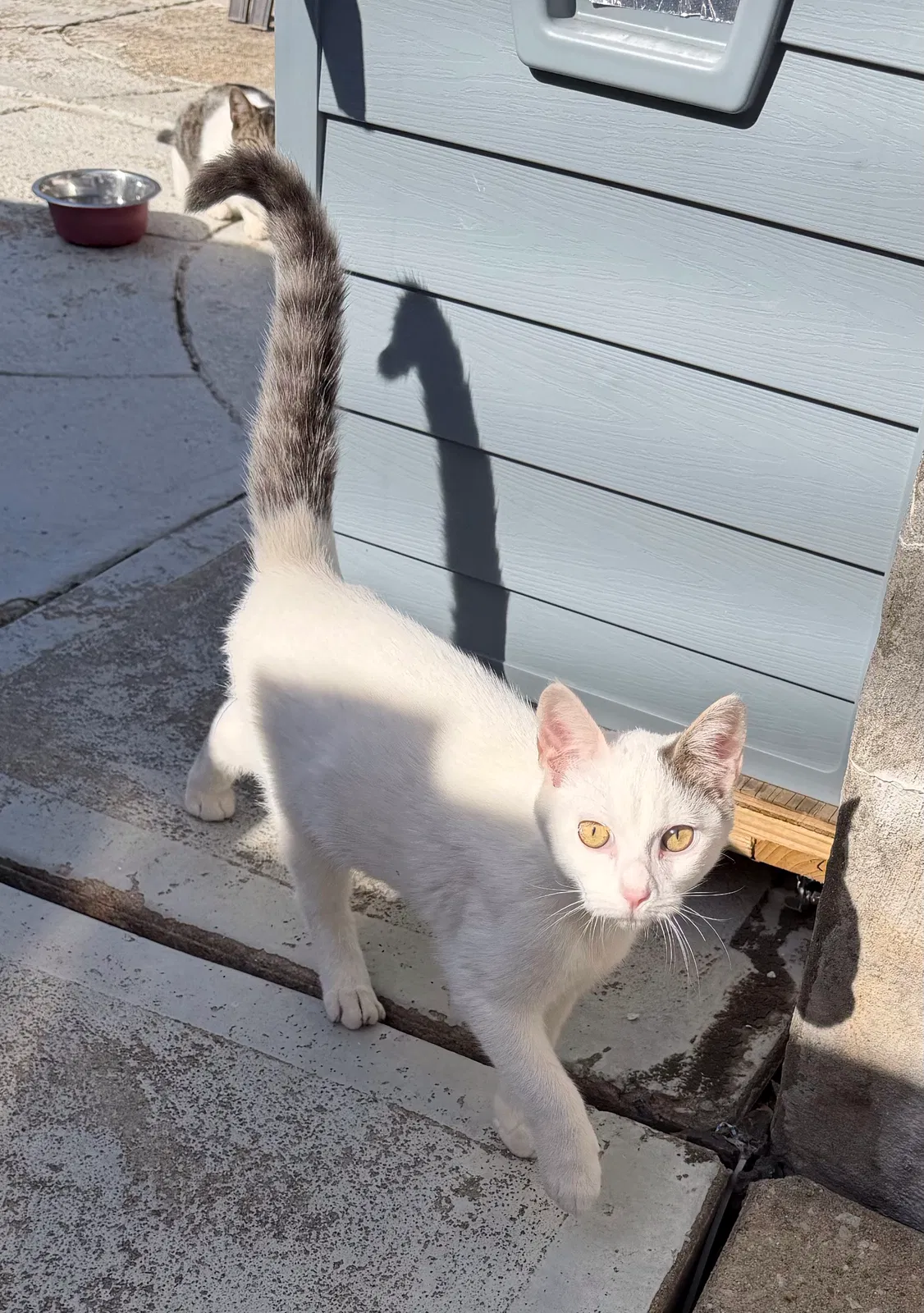Whitey, Unknown Cat for adoption in Whitestone, NY, 11357