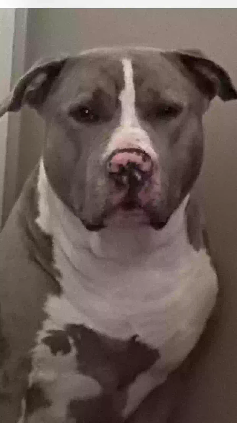 Level, Staffshire Terrier Dog for adoption in Willoughby, OH, 44094