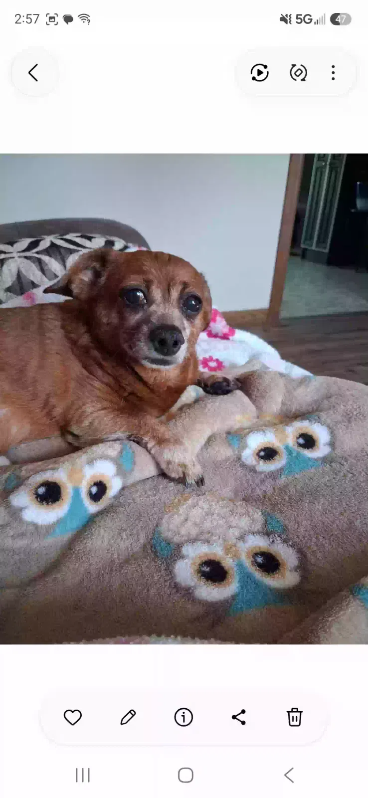 Libi, Chiweenie Dog for adoption in Harrison, OH, 45030