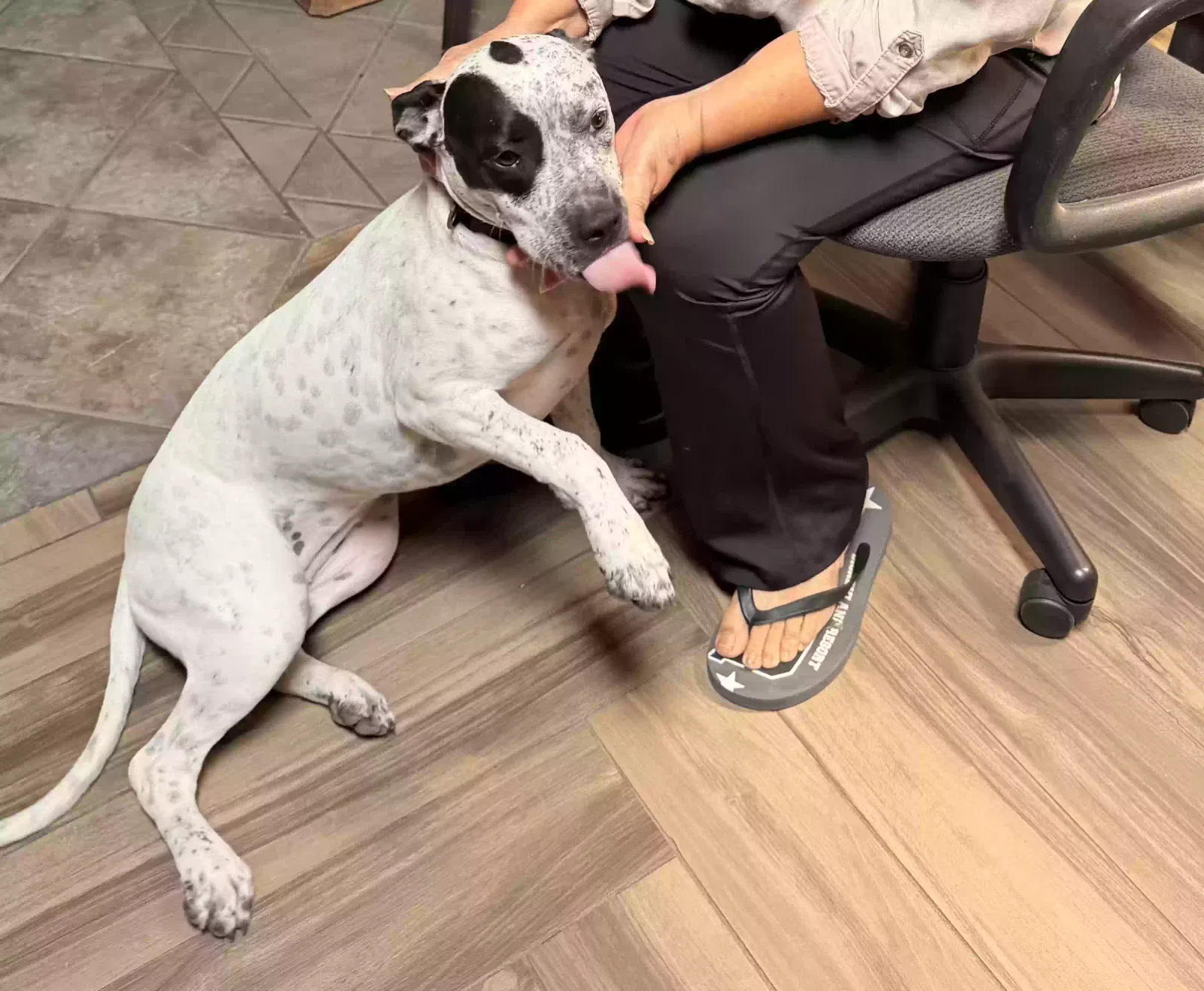Selkie, Pit Bull Terrier/Mix Dog for adoption in El Paso, TX, 79936