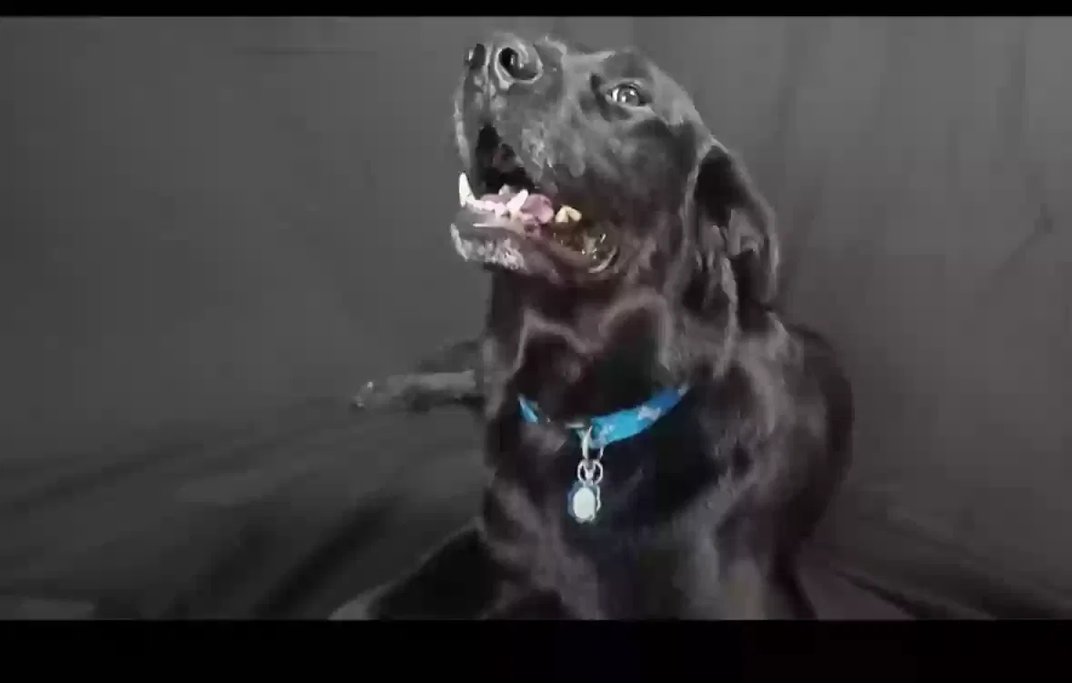Jet, golden retiever Dog for adoption in Lawrenceville, GA, 30044