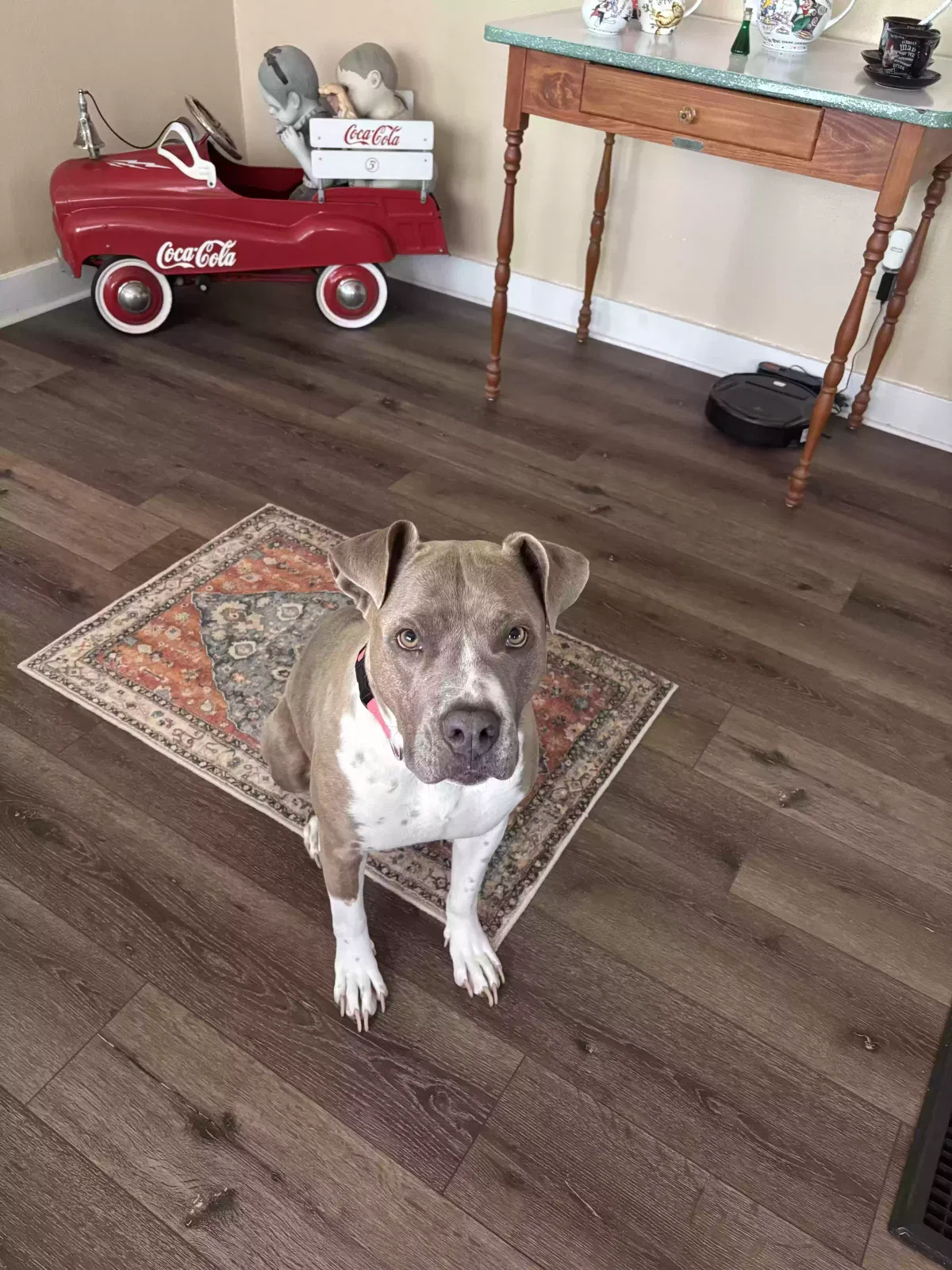 Kona, Pitbull Dog for adoption in Taft, CA, 93268