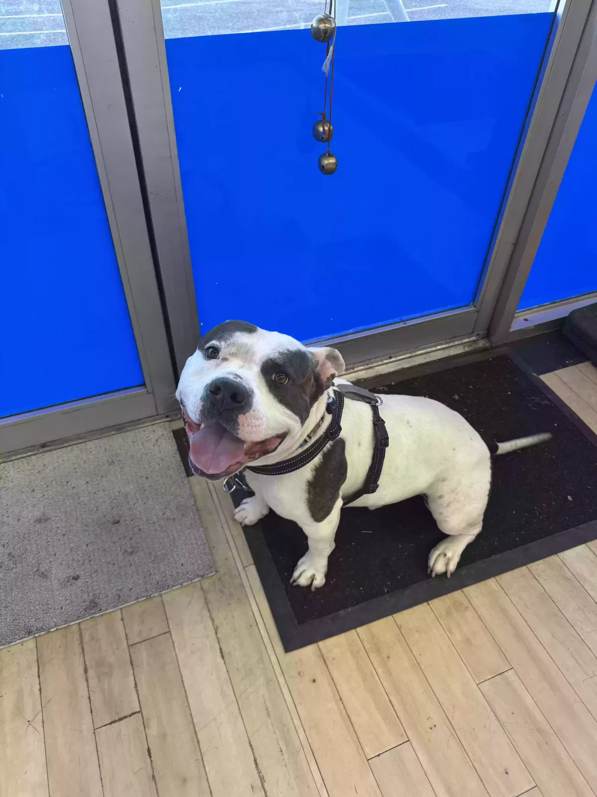 Chantz, American Stratford terrier Dog for adoption in Waco, TX, 76711