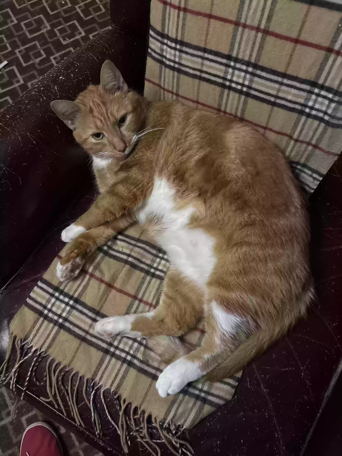 Cinnamon, Domestic Shorthair Cat for adoption in Angier, NC, 27501