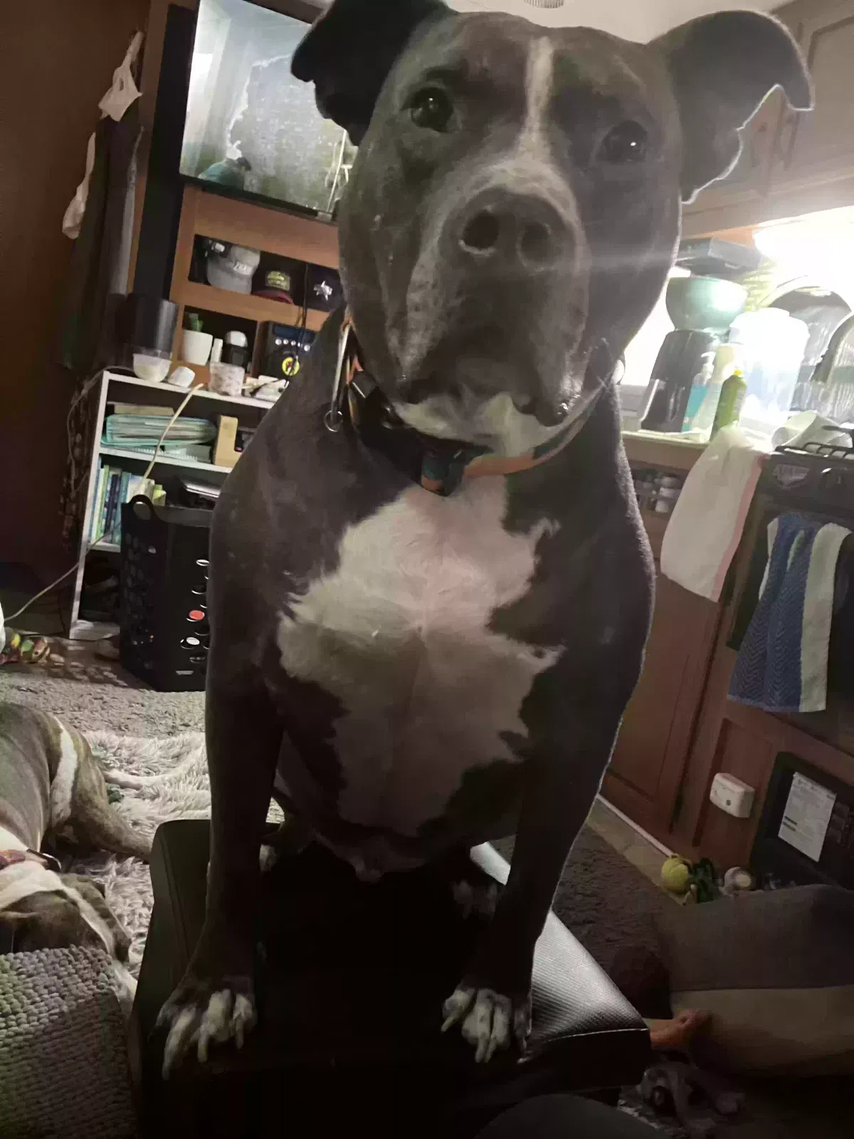 Bo, Unknown Dog for adoption in Gastonia, NC, 28056