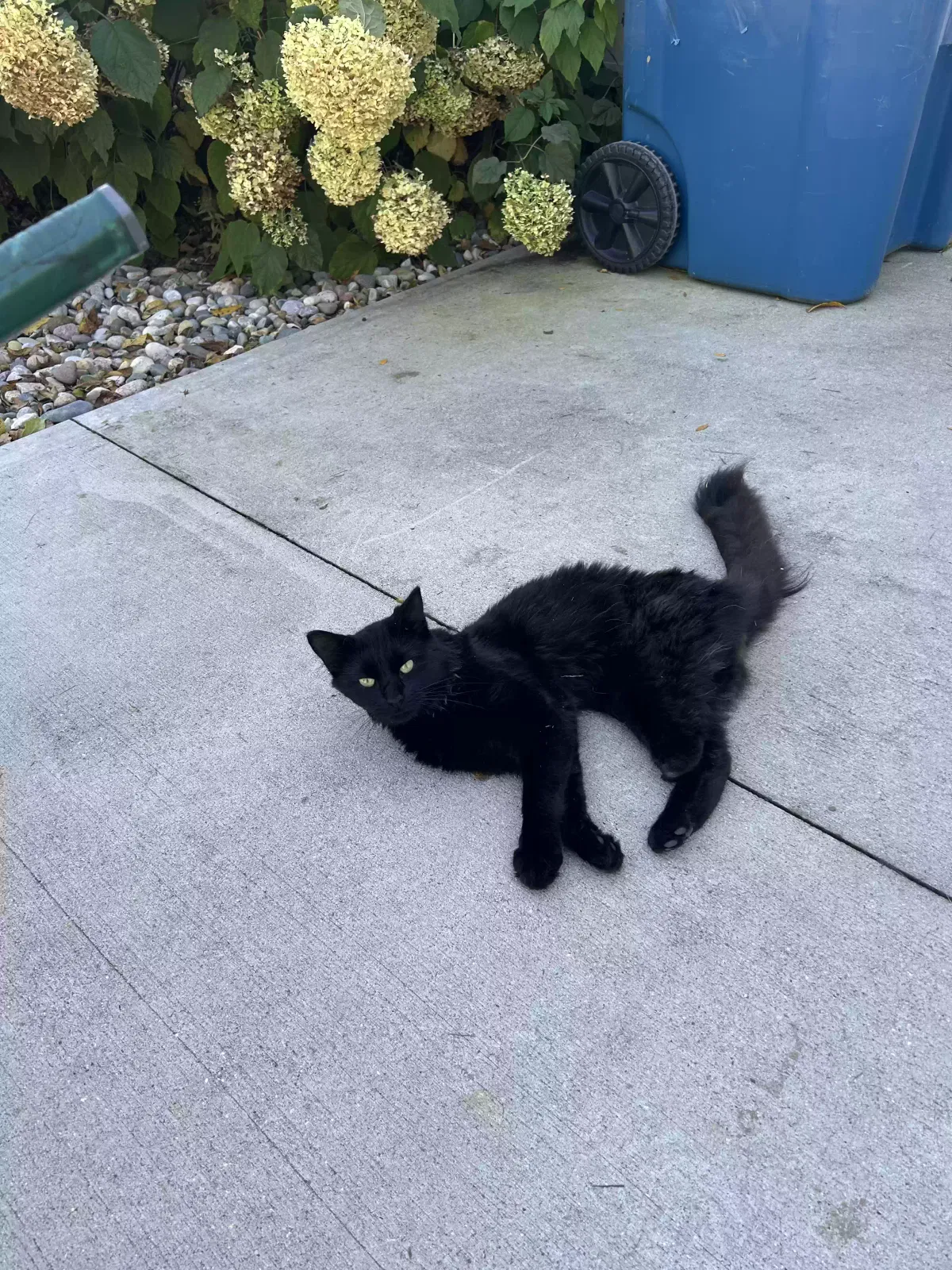 Unknown, Unknown Cat for adoption in Augusta, MI, 49012