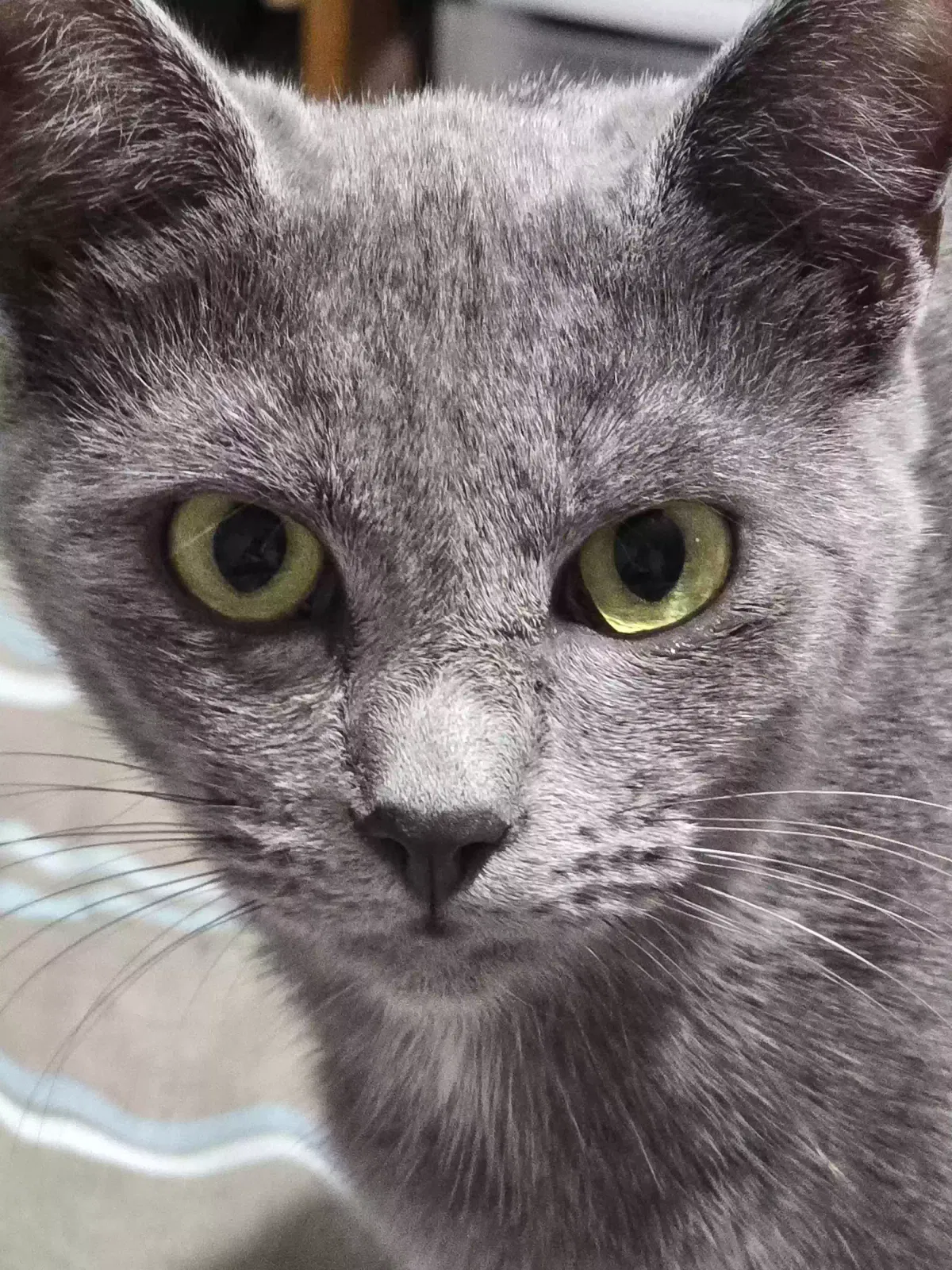 Spice, Unknown Cat for adoption in Fairmount, GA, 30139