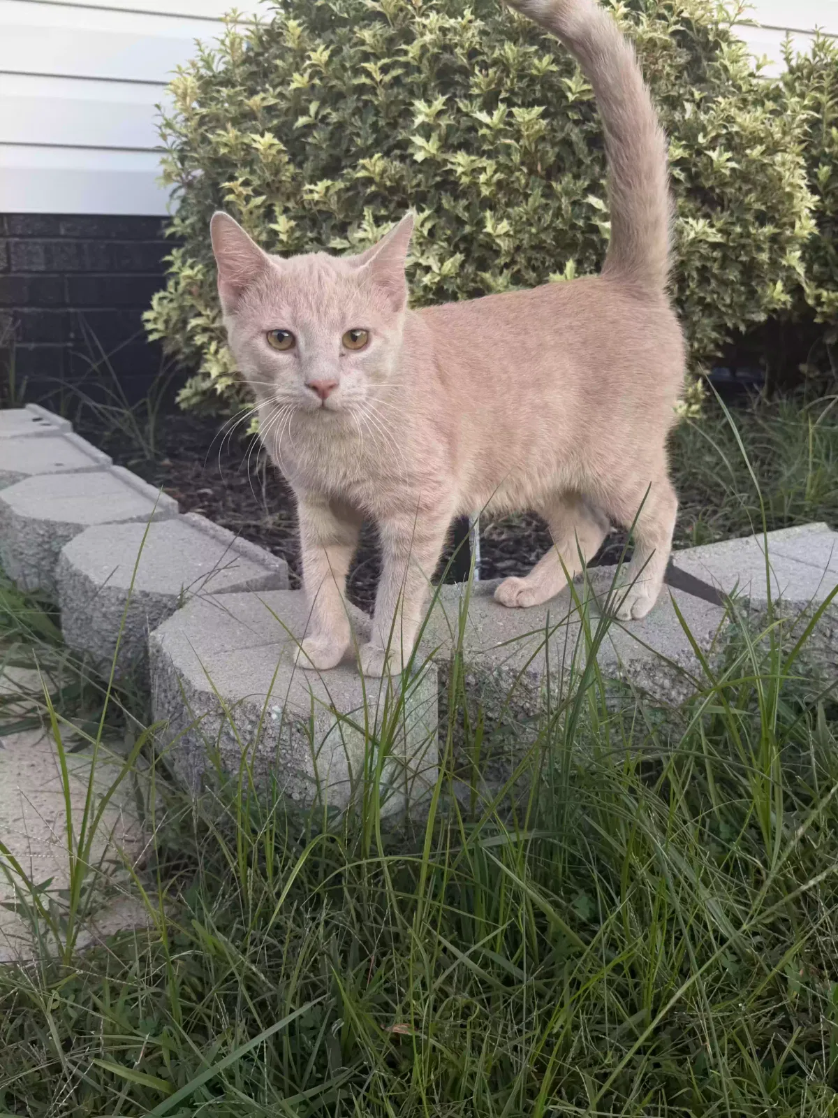 Gordo, Unknown Cat for adoption in Four Oaks, NC, 27524