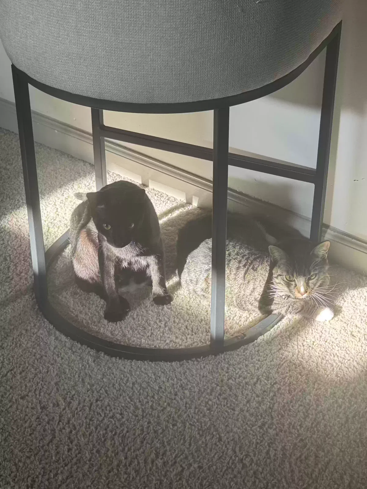 Peter and Osborne(brothers), Unknown Cat for adoption in Suwanee, GA, 30024