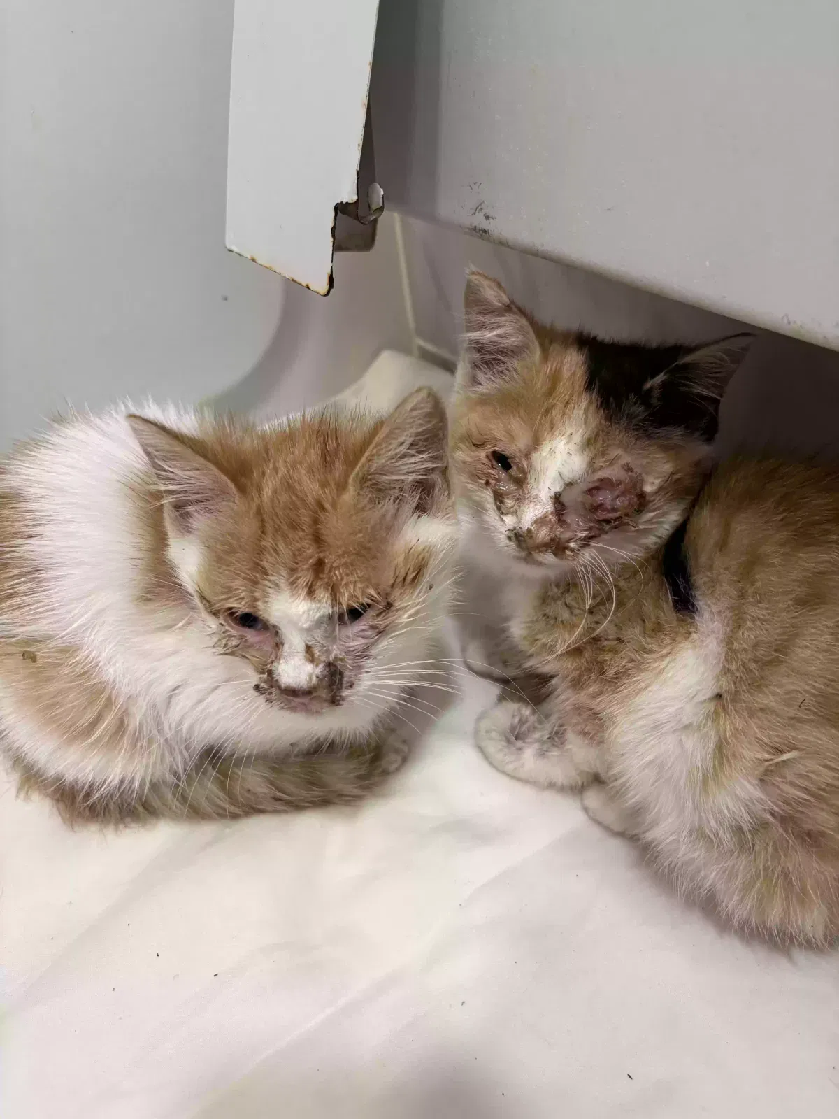 Cat, Unknown Cat for adoption in Jamaica, NY, 11435