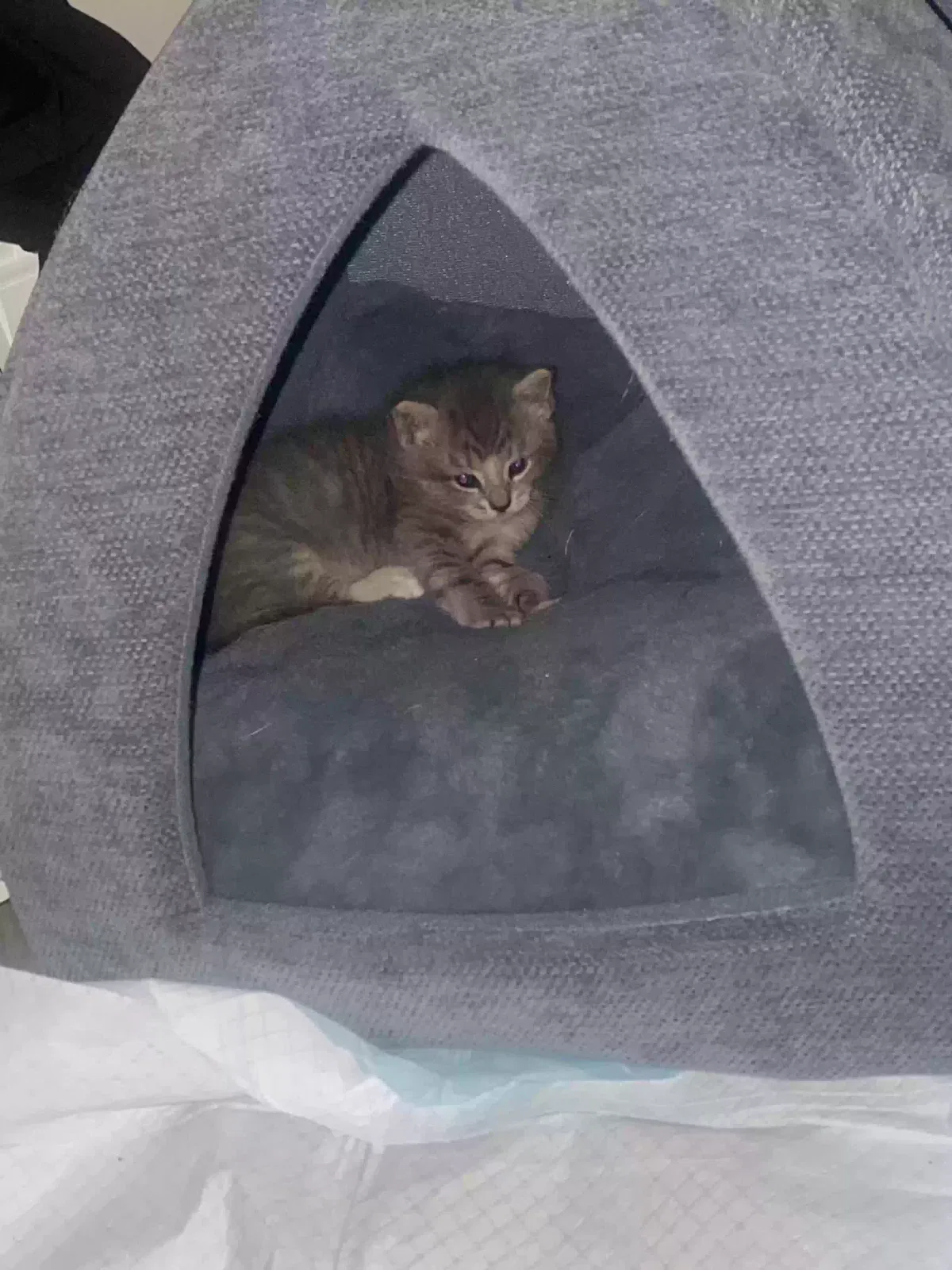 Margarine, Unknown Cat for adoption in Covington, KY, 41011