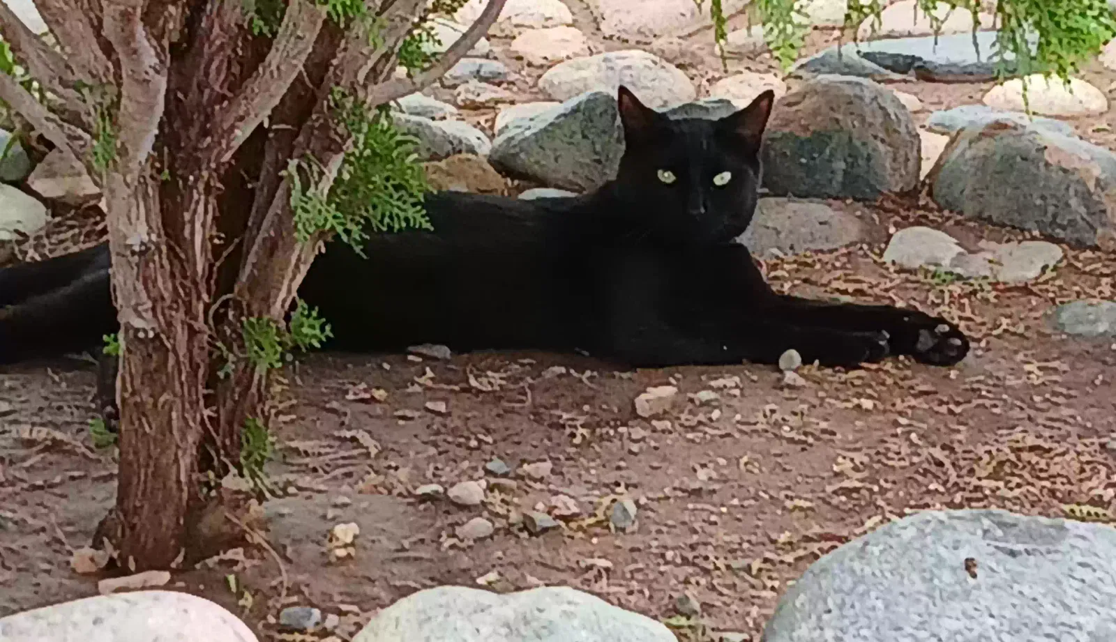 Unknown, Unknown Cat for adoption in Phoenix, AZ, 85053
