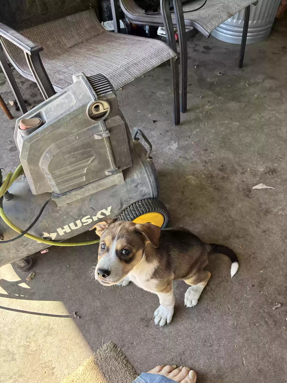 Jake, Shepard/husky Dog for adoption in Atwater, CA, 95301