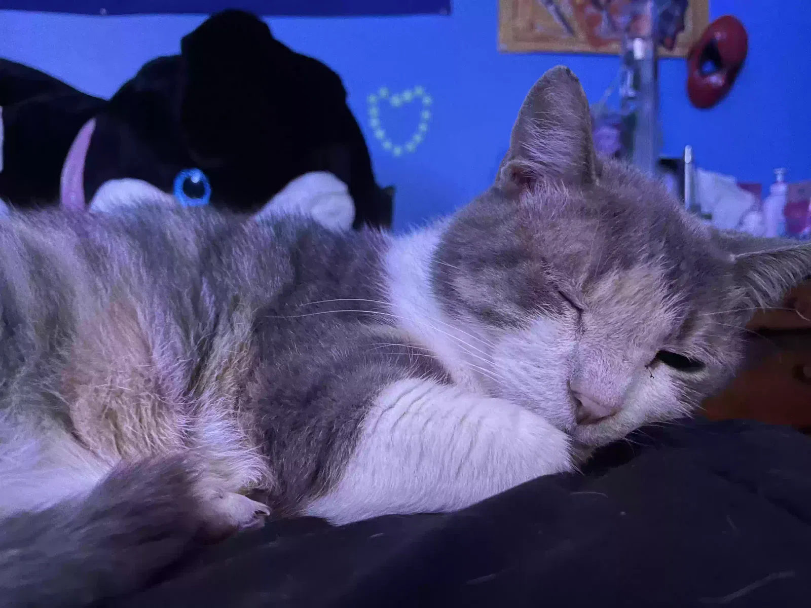 Minuch, Unknown Cat for adoption in Richmond, VA, 23224
