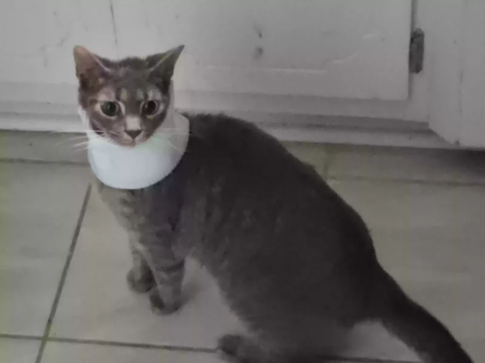 Precious, Grey Cat for adoption in Lincolnton, NC, 28092
