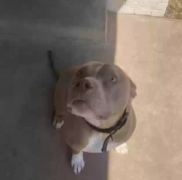 Dog, Pitbull Dog for adoption in Norman, OK, 73071
