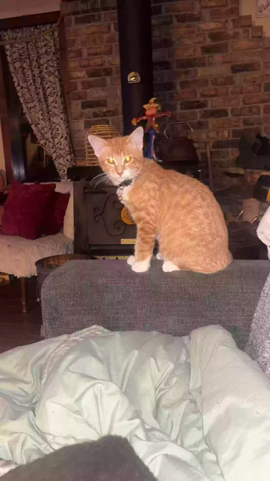 Saloon, Orange Tabby Cat for adoption in Bullard, TX, 75757