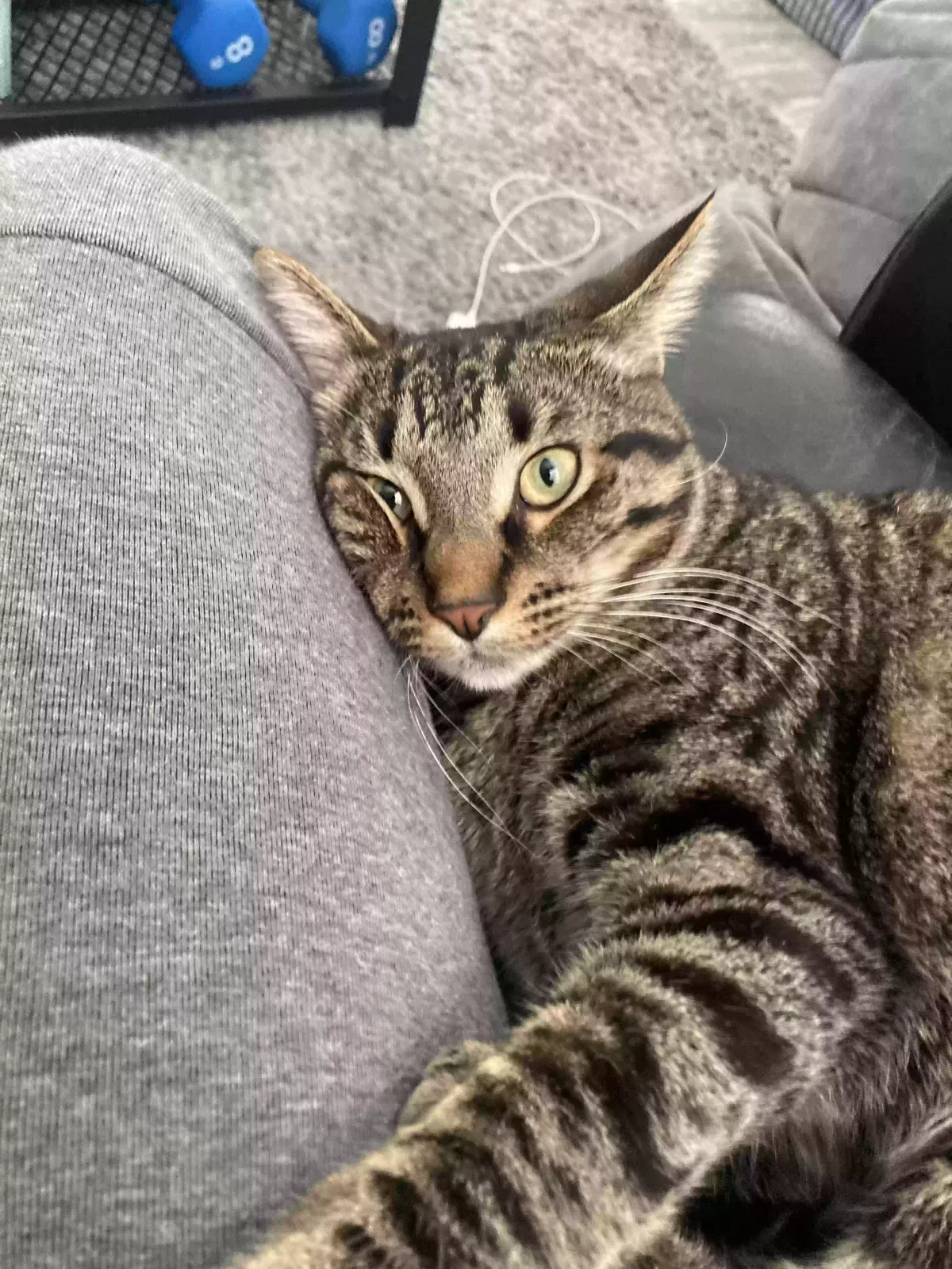 gustave, brown tabby Cat for adoption in Lincoln Park, MI, 48146