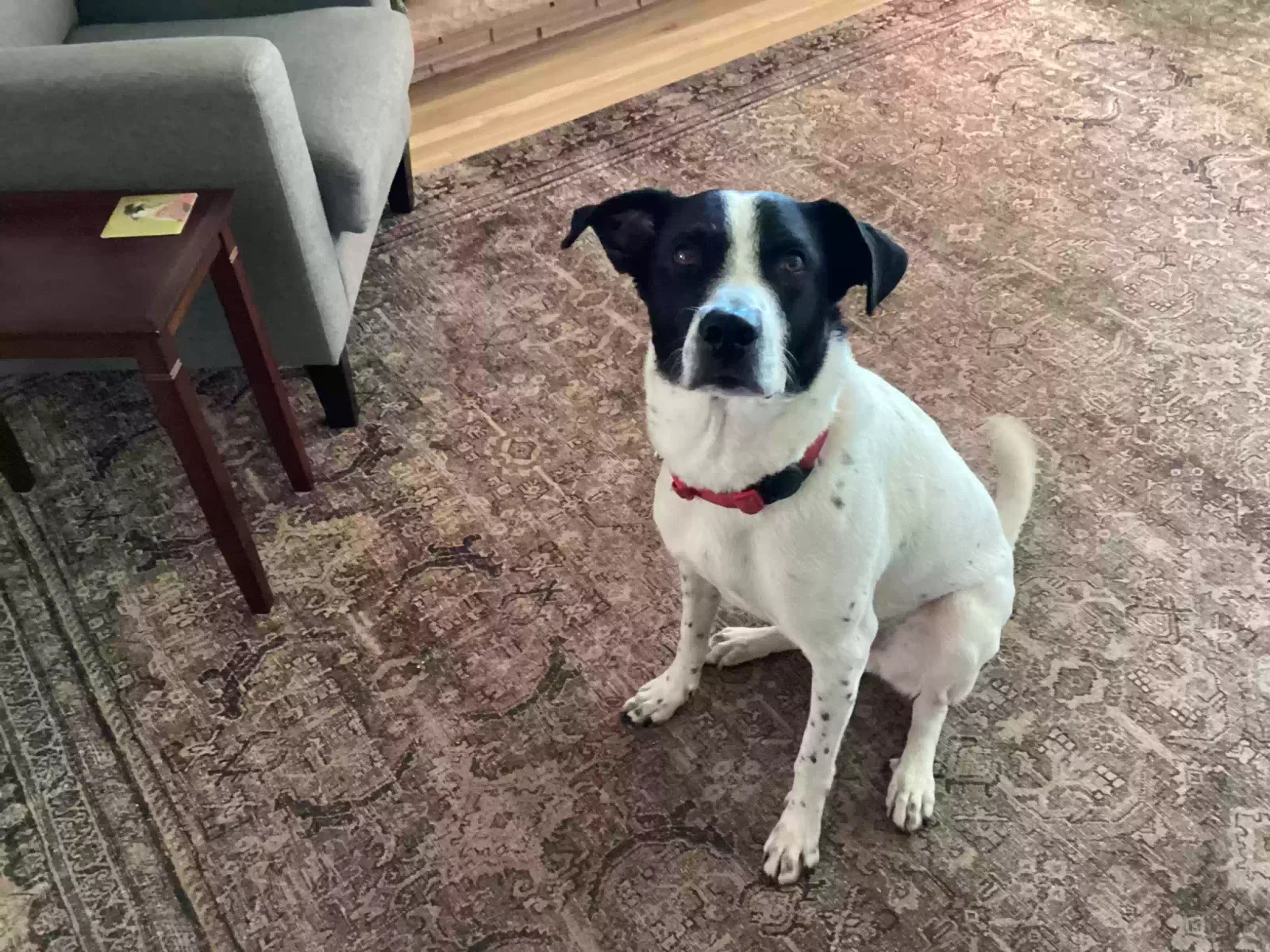 Dog, Mixed breed Dog for adoption in Portland, OR, 97213