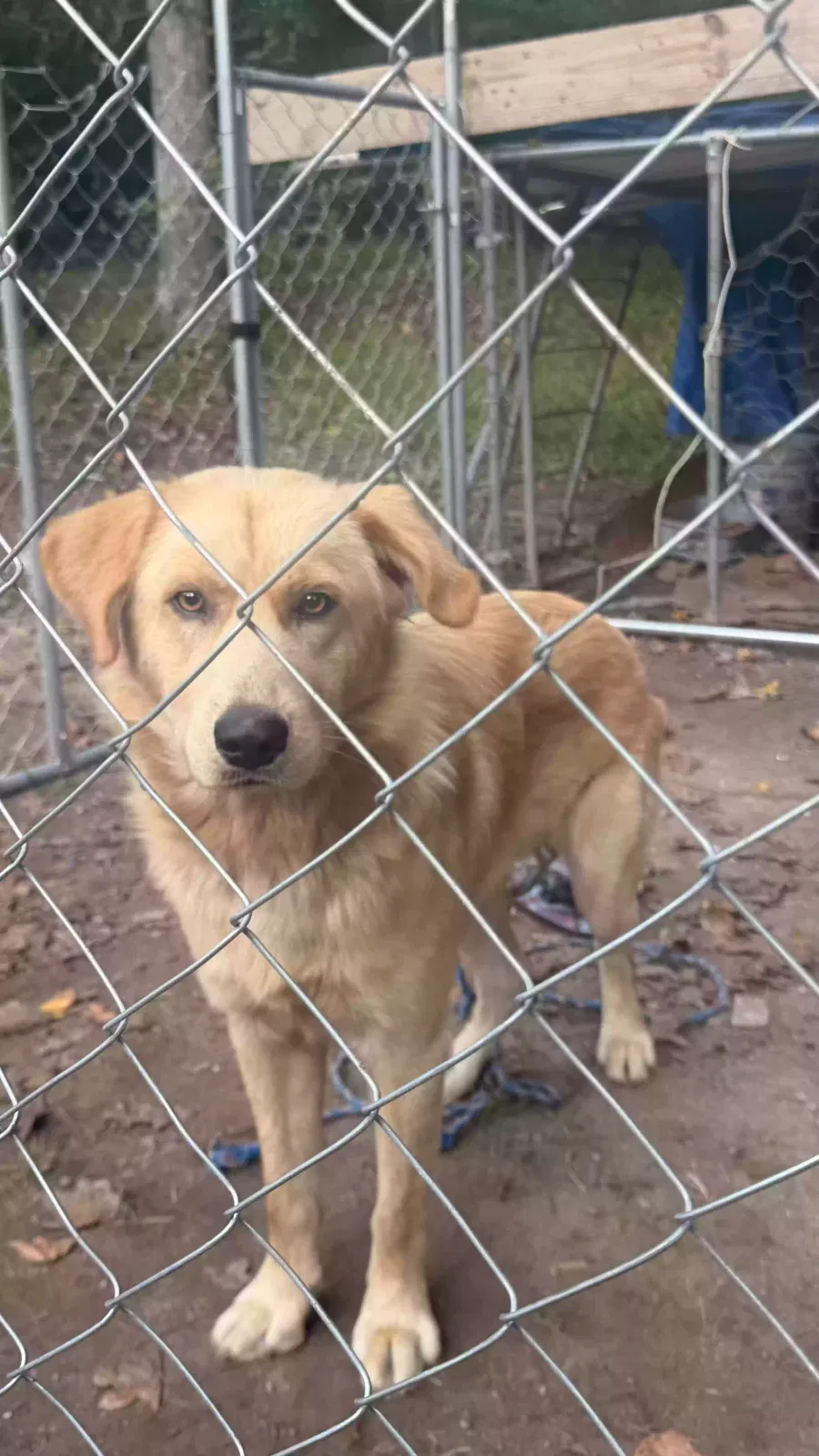 It doesn't have, Labrador Retriever mix Dog for adoption in Lithia Springs, GA, 30122