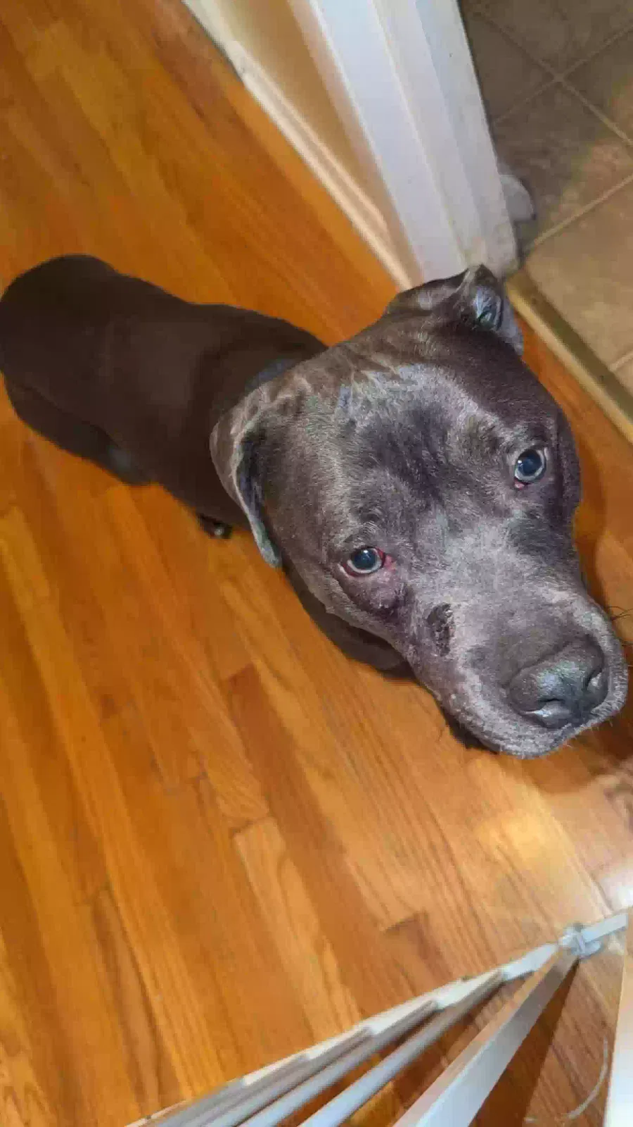 Hera, Pit Dog for adoption in Decatur, IL, 62526