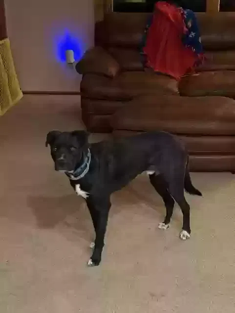 Maxie, maybe greyhound and lab or boxer Dog for adoption in Broomfield, CO, 80023