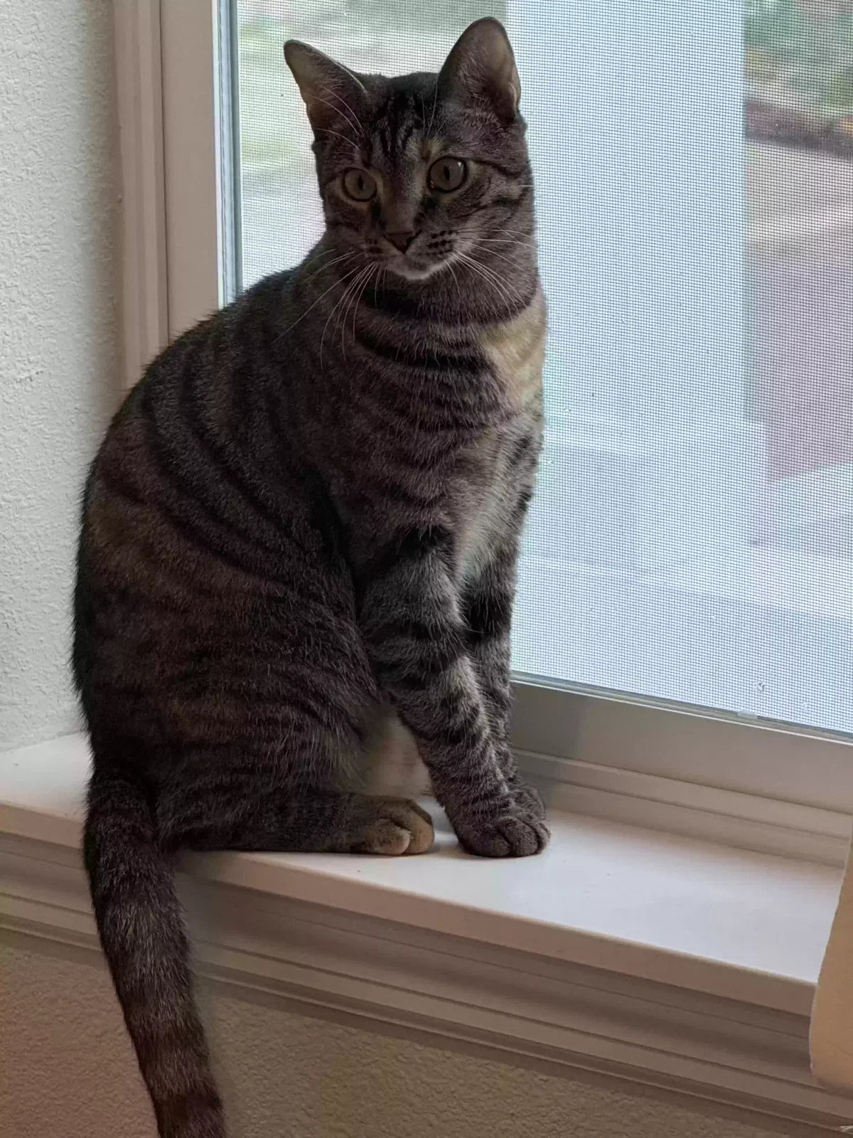 Cat, Domestic shorthaired tortoise Cat for adoption in Saint Petersburg, FL, 33708