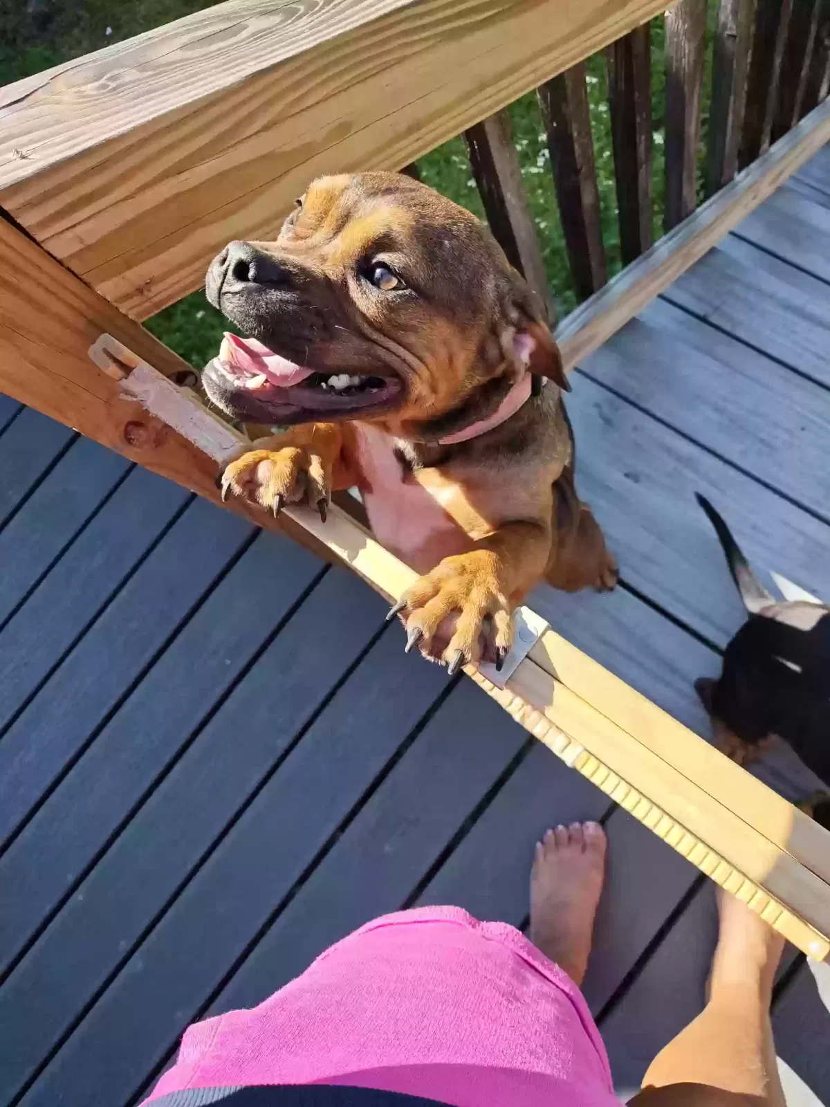 Miza and Bonnie, Micro/Pocket American Bully Dog for adoption in Geneva, AL, 36340