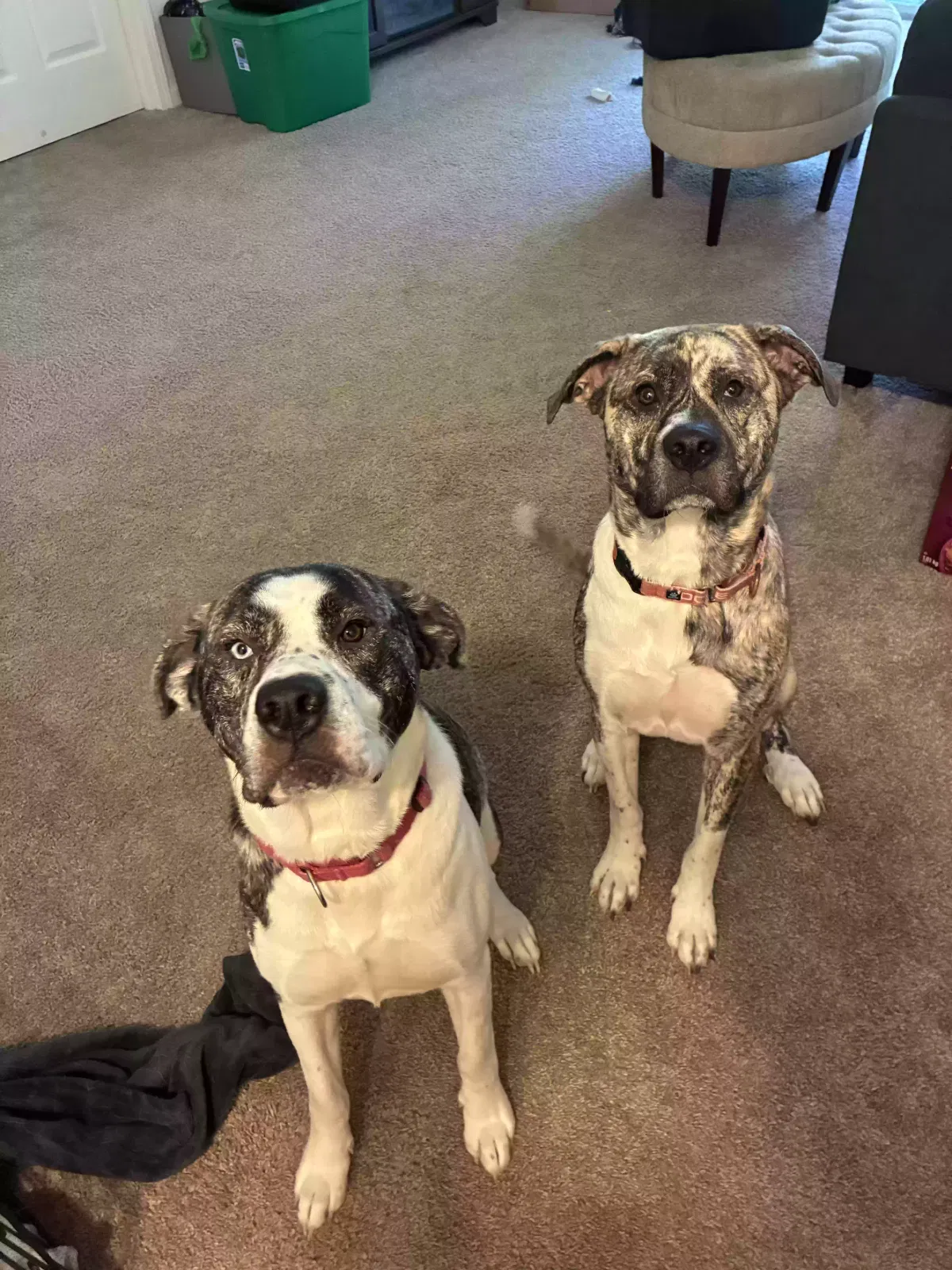 Tia and Tamara, Mountain curr and spotted leopard dog Dog for adoption in Hastings, MI, 49058
