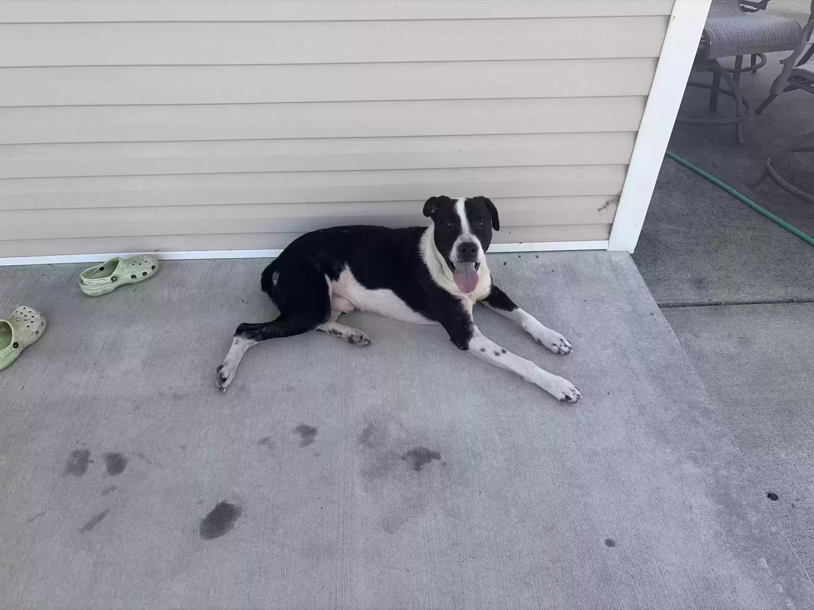 Mystery, Unknown Dog for adoption in Worden, IL, 62097