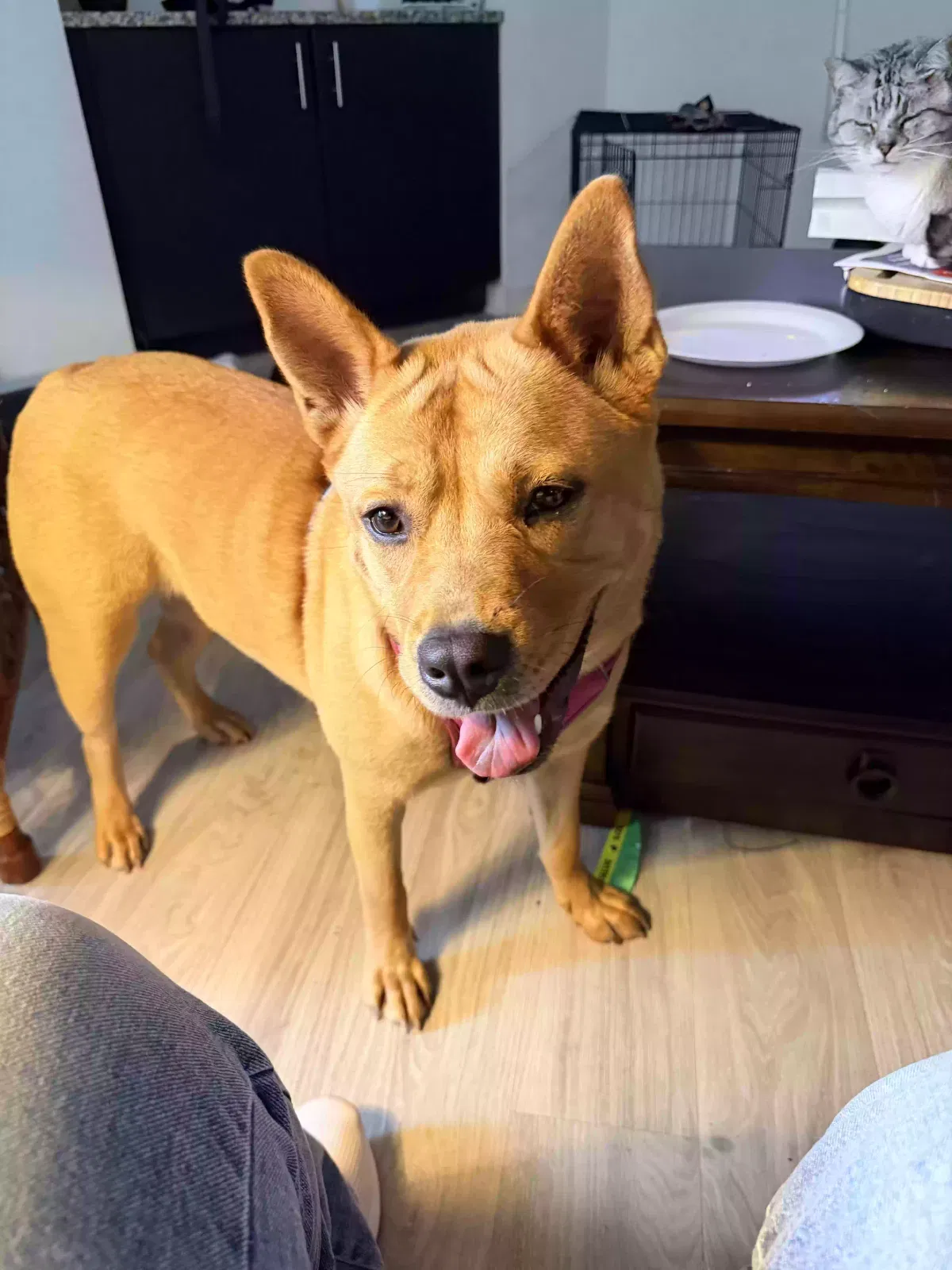 Stella, Unknown Dog for adoption in Alpharetta, GA, 30022
