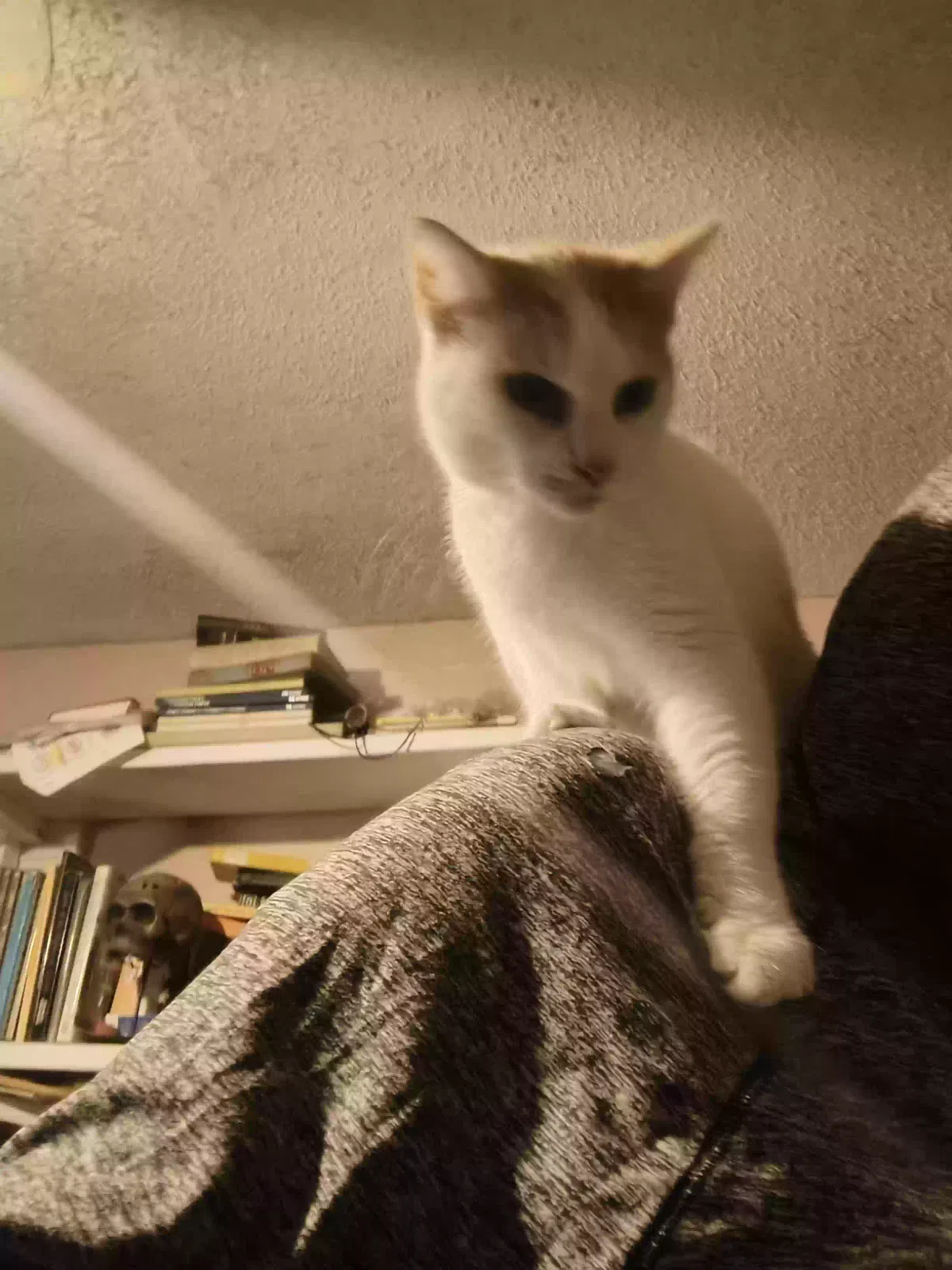 Tommy, Unknown Cat for adoption in Saltville, VA, 24370