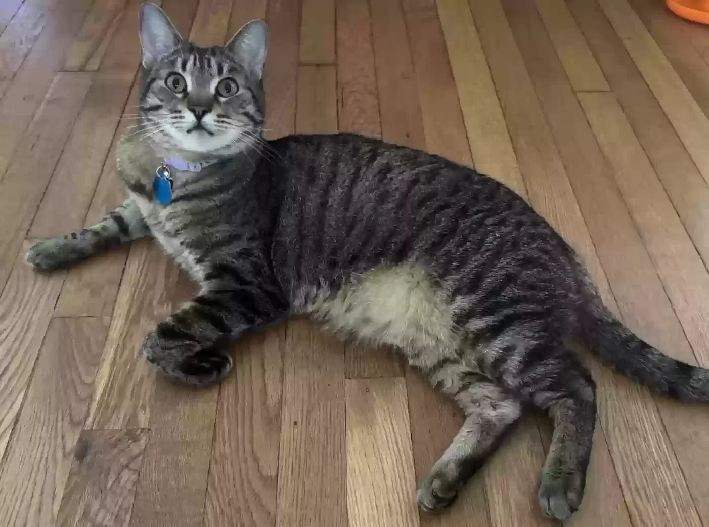 Bacon, Domestic Medium Haired Cat for adoption in Mableton, GA, 30126