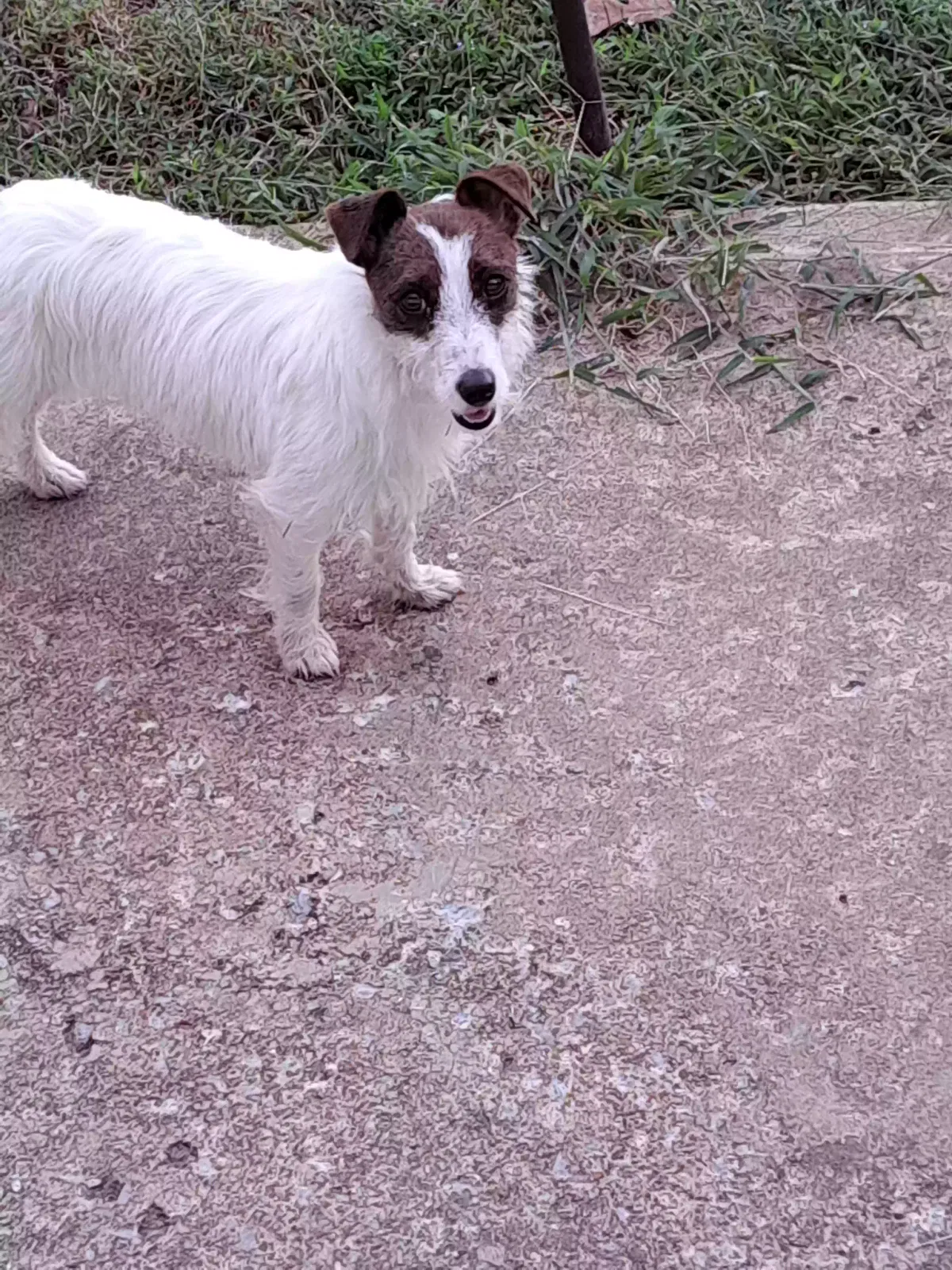 Stray no name, Unknown Dog for adoption in Mc Kenzie, TN, 38201