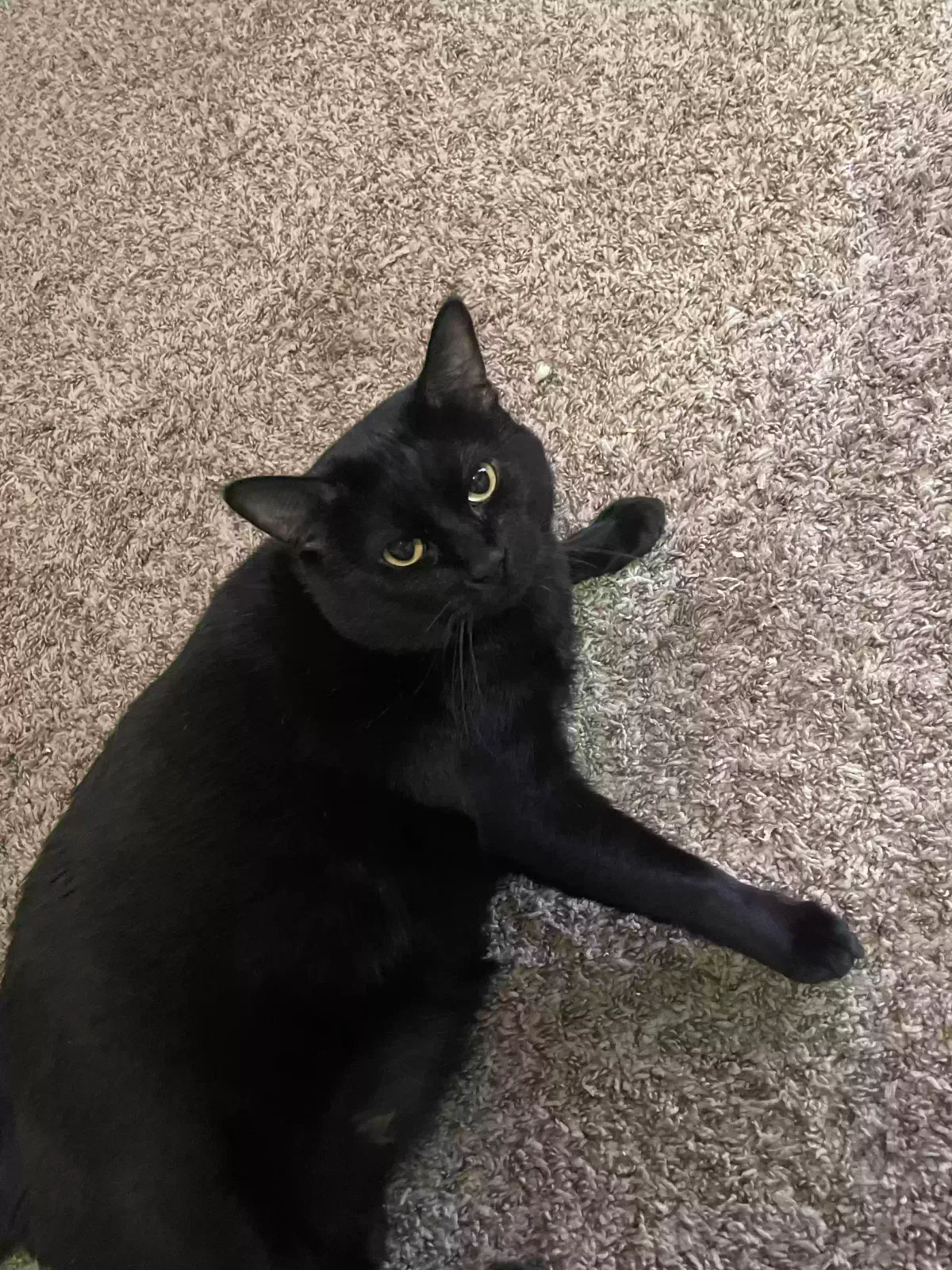 Junior, Bombay Cat for adoption in Bryan, TX, 77803