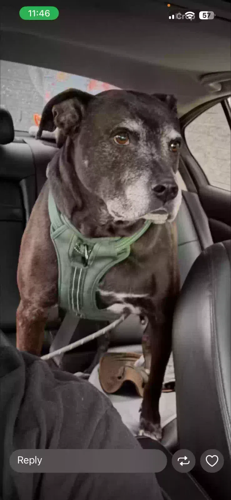 Ziggy, Unknown Dog for adoption in Riverdale, GA, 30296