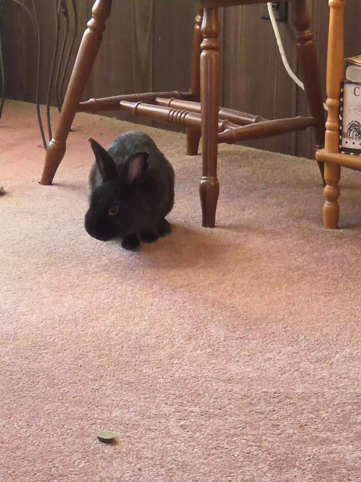 Stewie, Rex Pet for adoption in Buffalo, NY, 14227