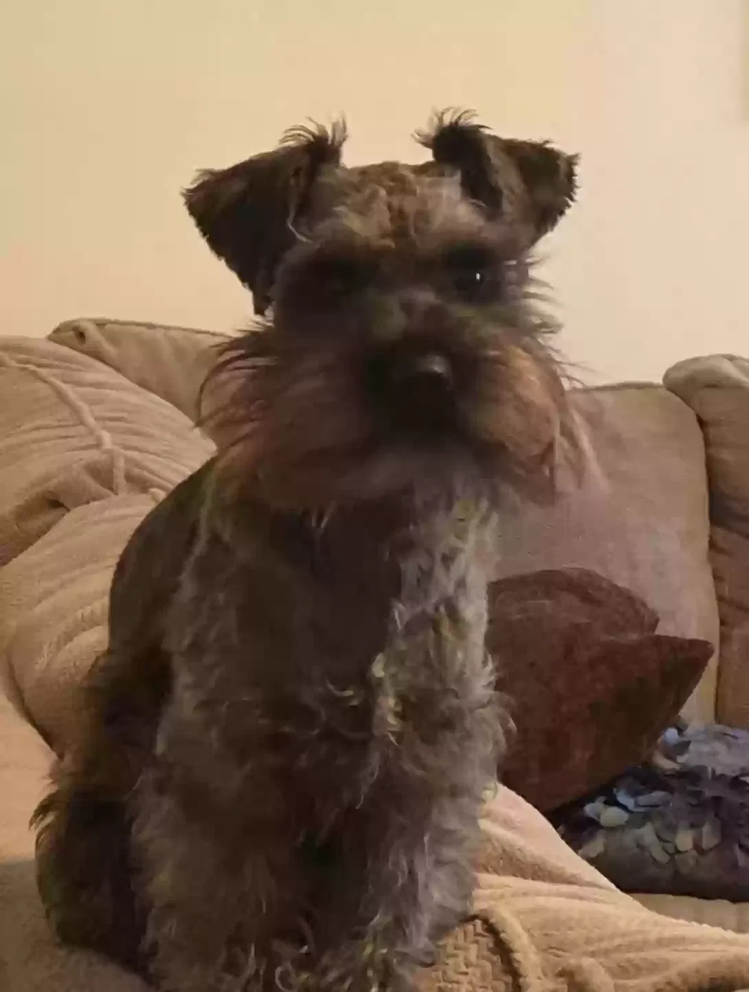 Bear, Schnauzer mini Dog for adoption in Birmingham, AL, 35209