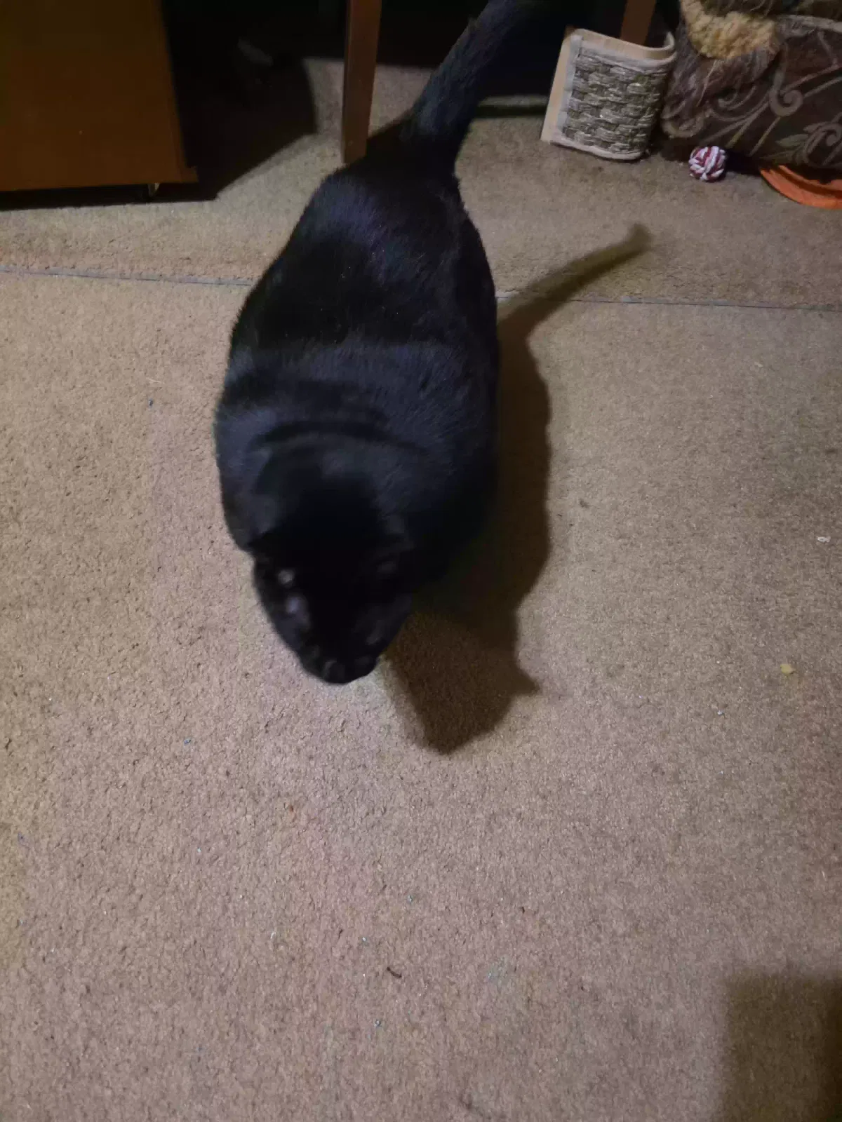 Rambo, Unknown Cat for adoption in Arlington, TN, 38002