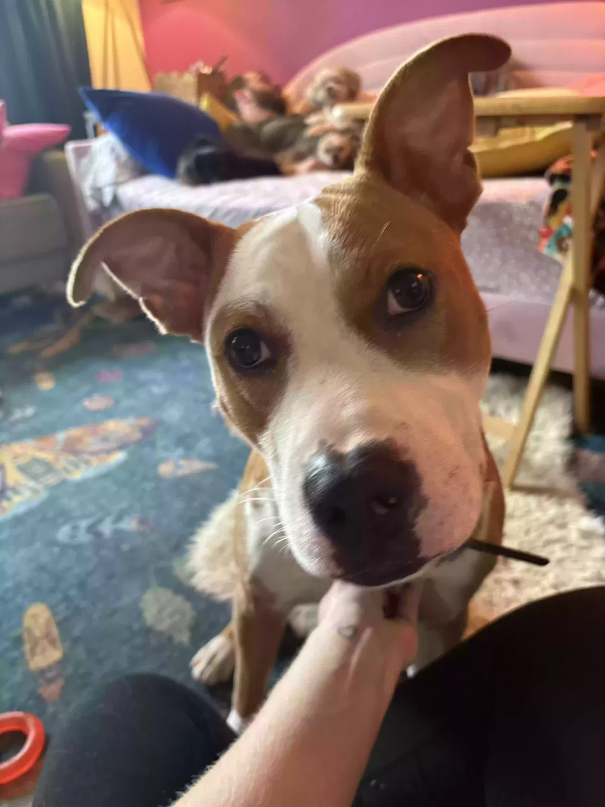 Blue, Bully breed Dog for adoption in Hazel Park, MI, 48030