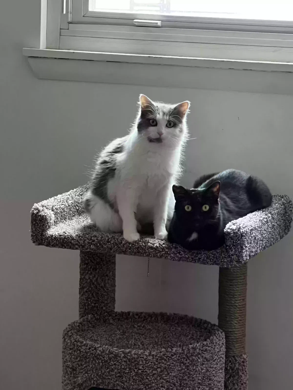 Storm, Unknown Cat for adoption in Elyria, OH, 44035