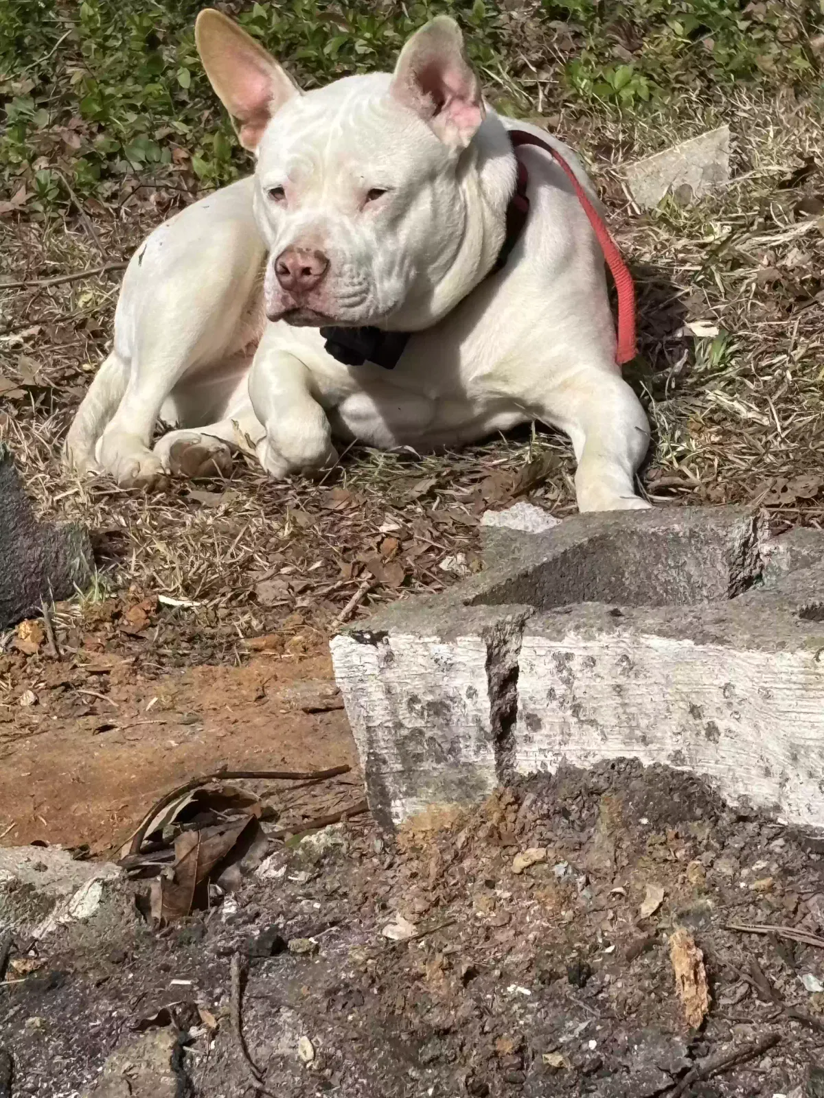 Bella, Unknown Dog for adoption in Niceville, FL, 32578