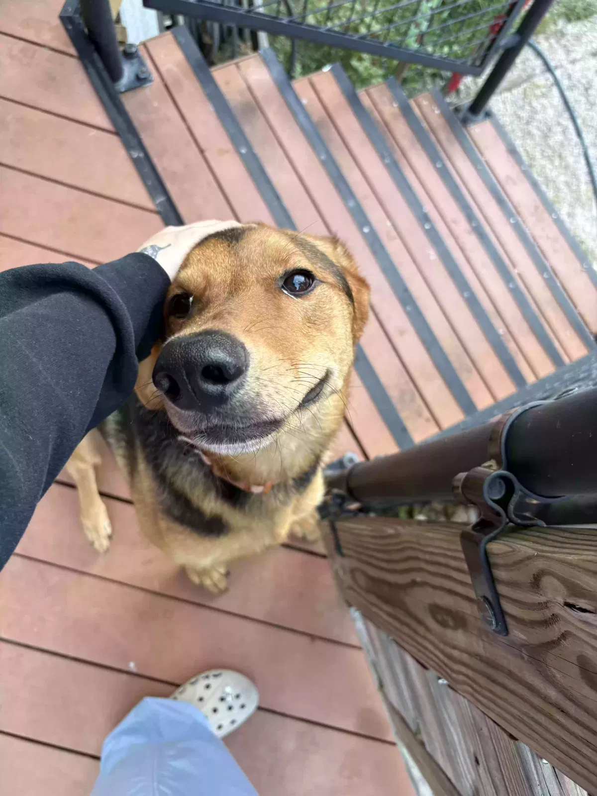 Chloe, German Shephard mix Dog for adoption in New Caney, TX, 77357