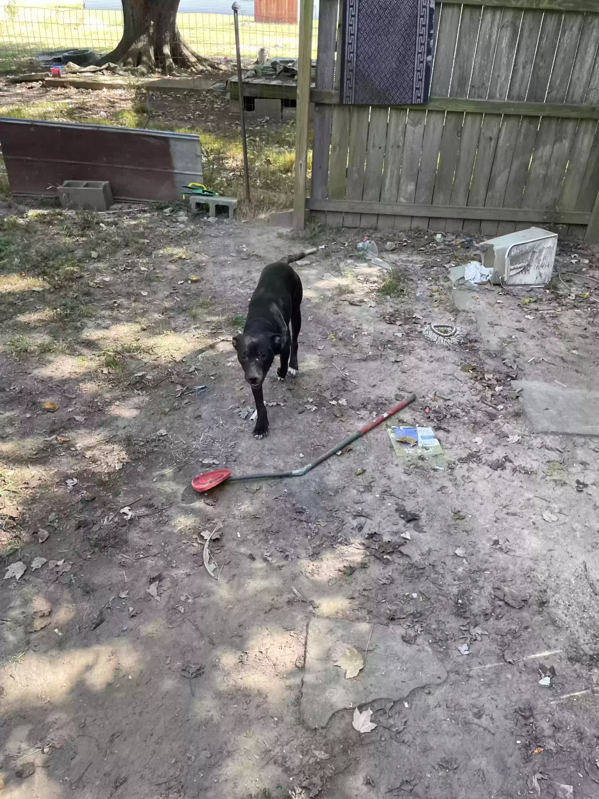 Jack, Unknown Dog for adoption in Fisk, MO, 63940