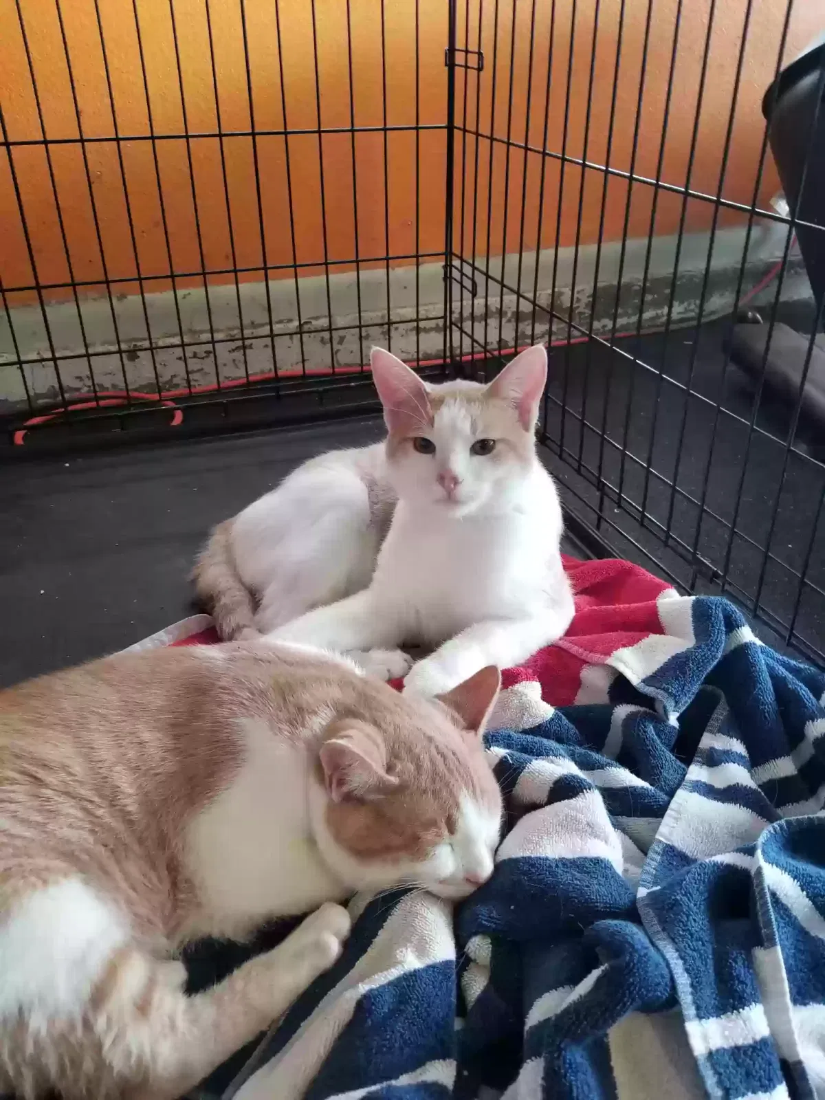 Cisco, Tabby Cat for adoption in Mesa, AZ, 85204
