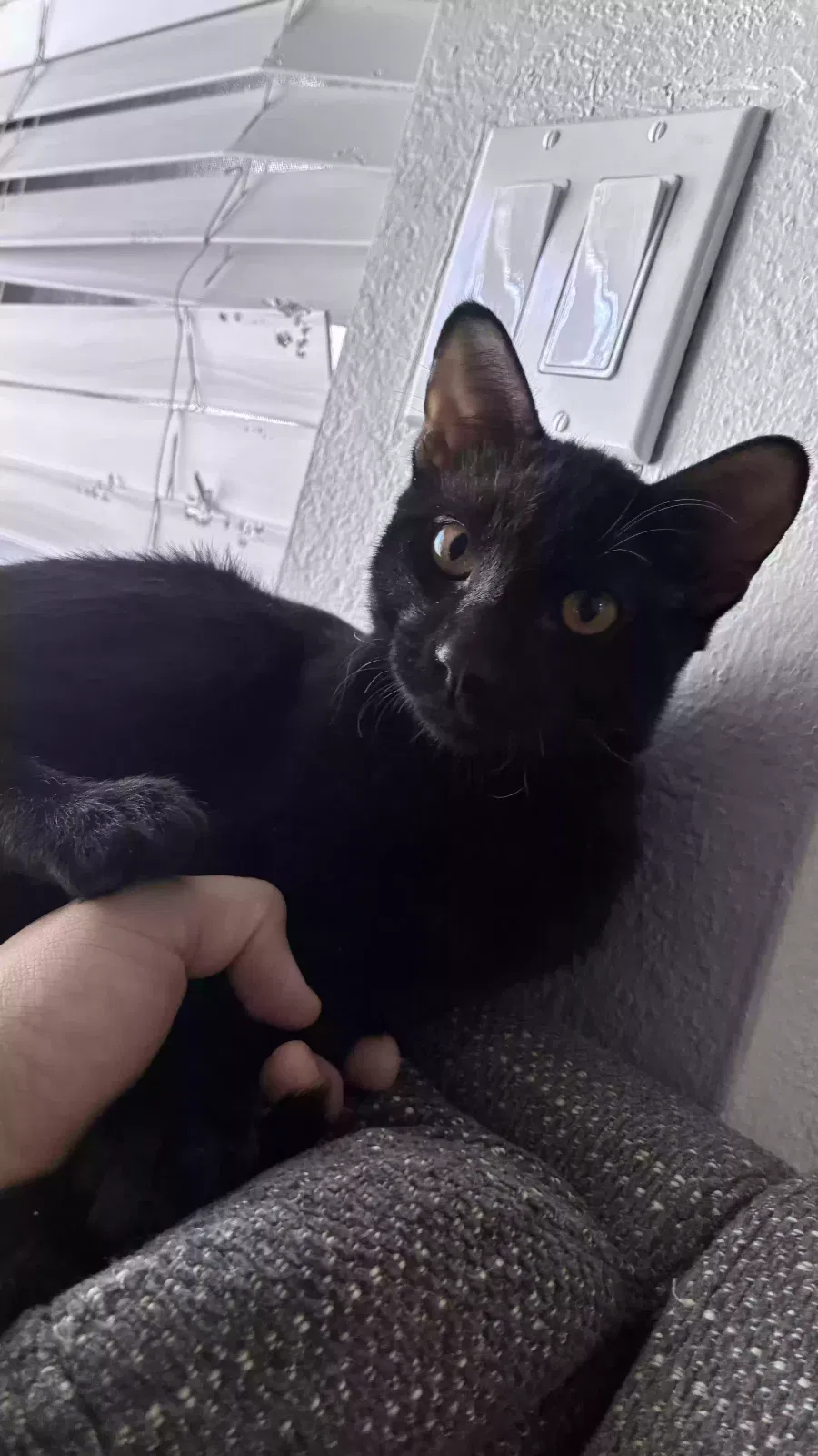 Morita, domestic shorthair Cat for adoption in Tucson, AZ, 85704