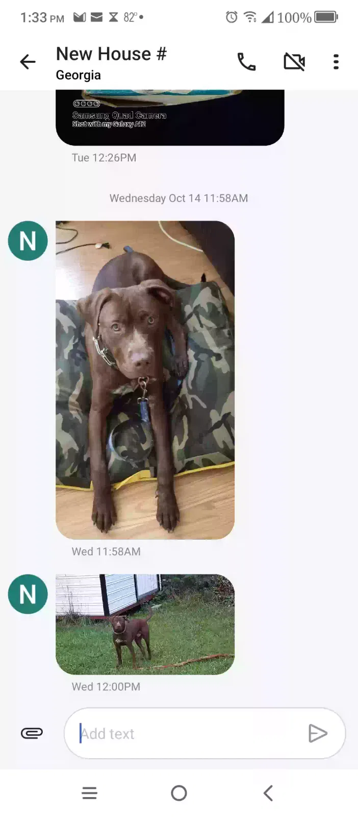 Moose, Chocolate Lab Dog for adoption in Riverdale, GA, 30274