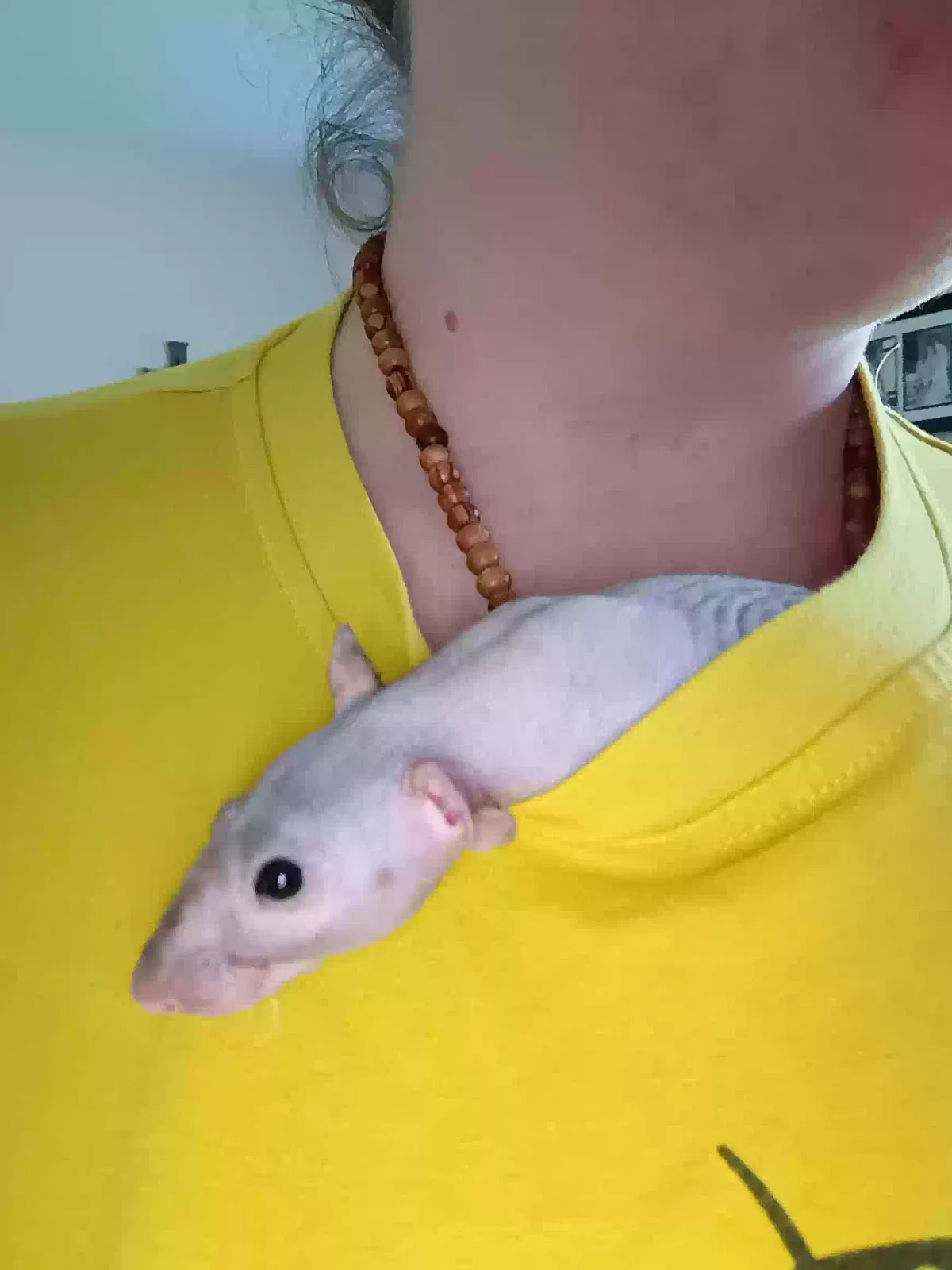 Drummer, Patchwork werewolf rat Pet for adoption in Mount Gilead, OH, 43338