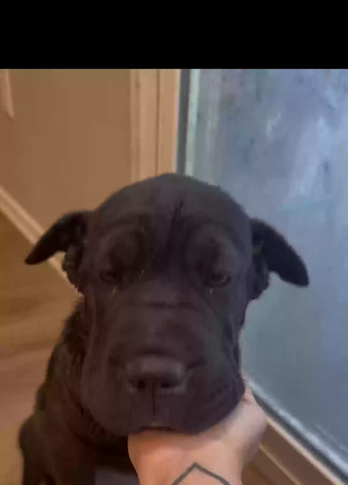 brownie, sharpei/cane corso Dog for adoption in Adelanto, CA, 92301